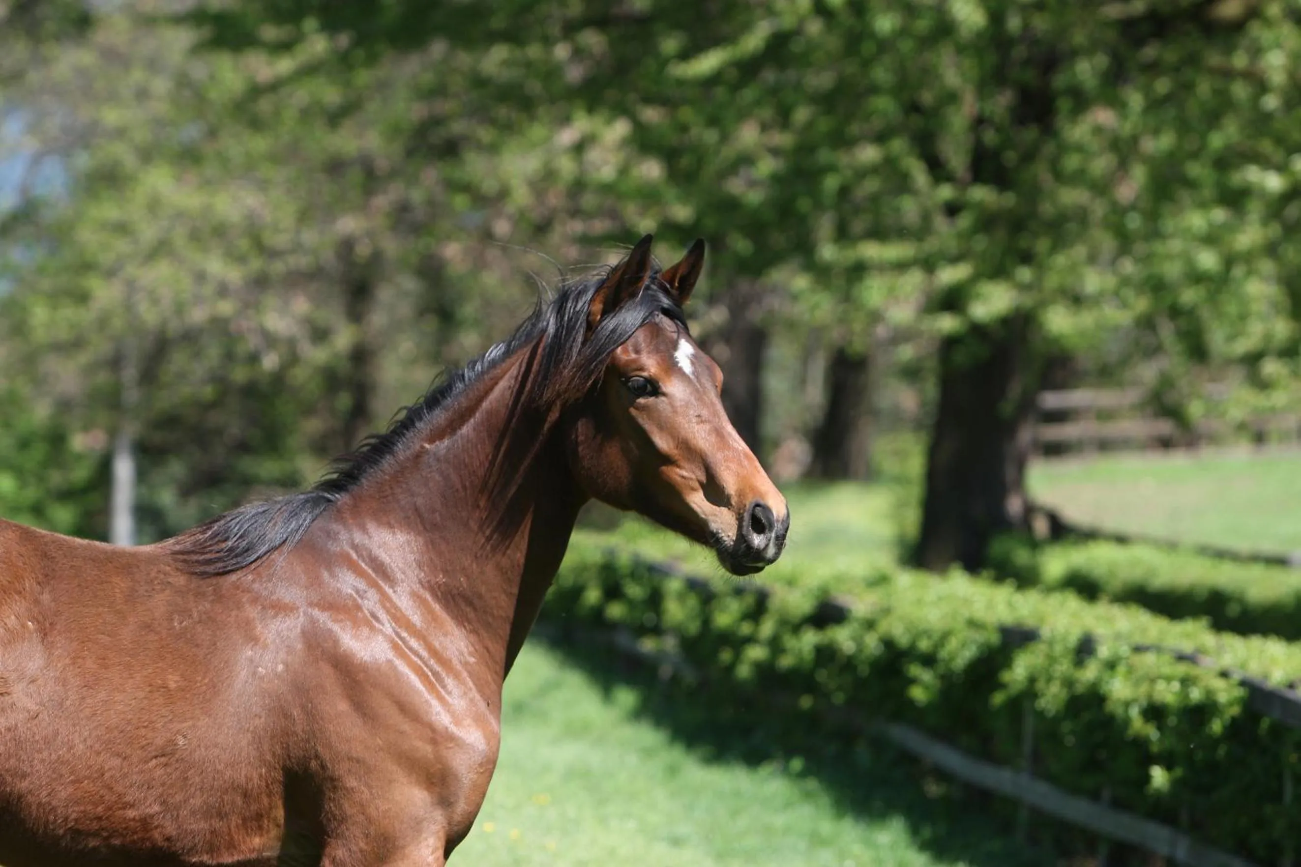 Garden in La Cucchetta