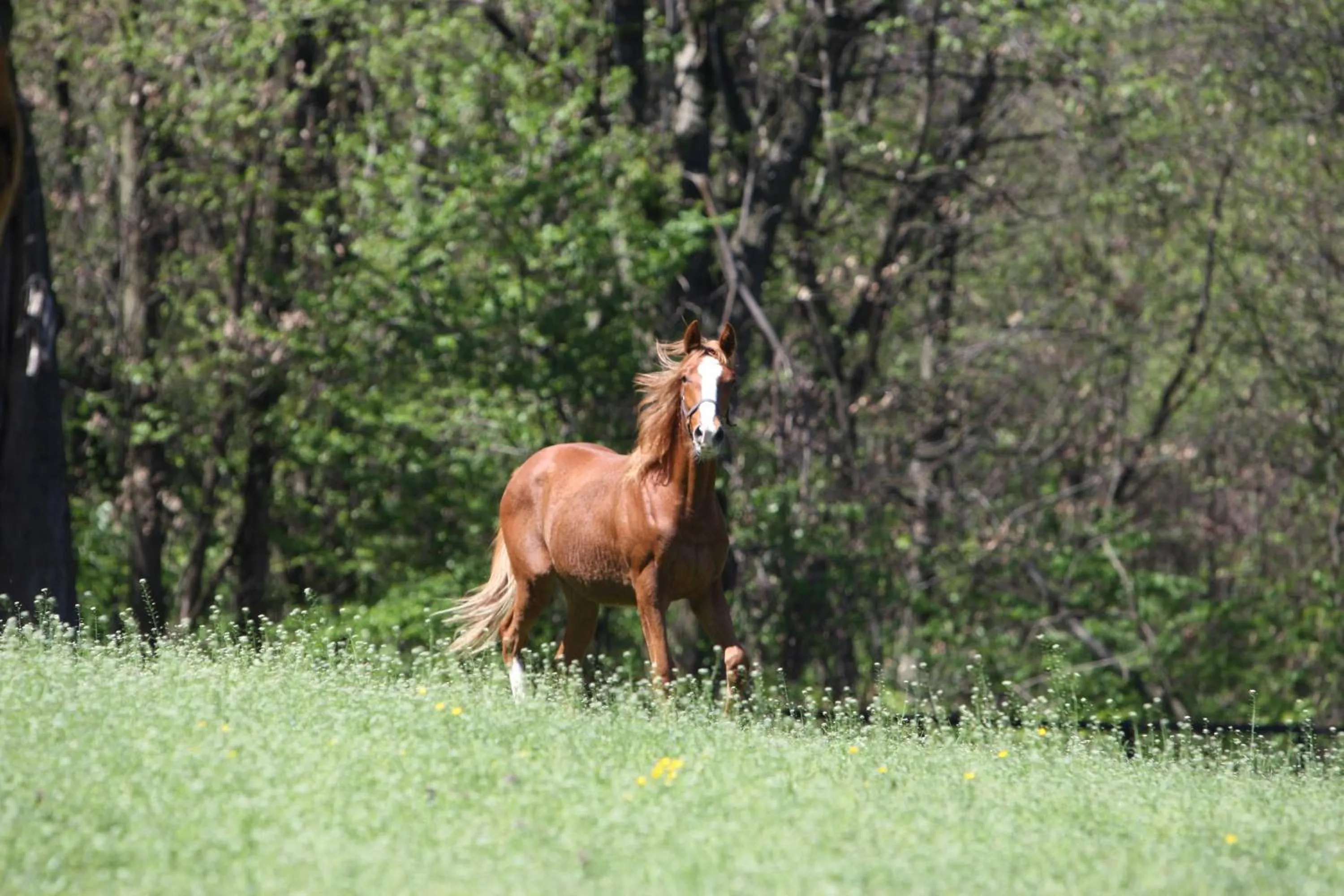 Animals in La Cucchetta