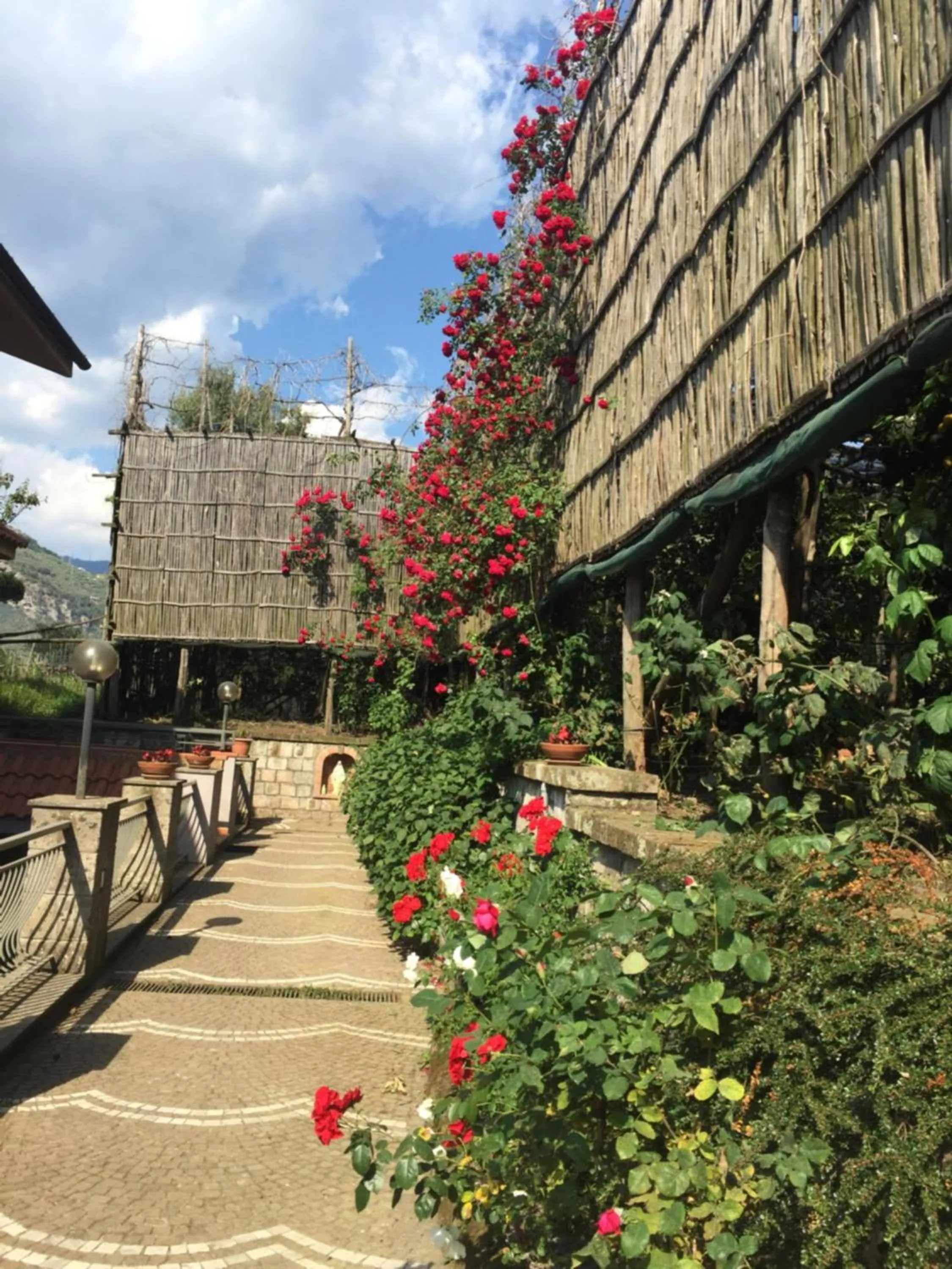 Garden in Bed and Lemons