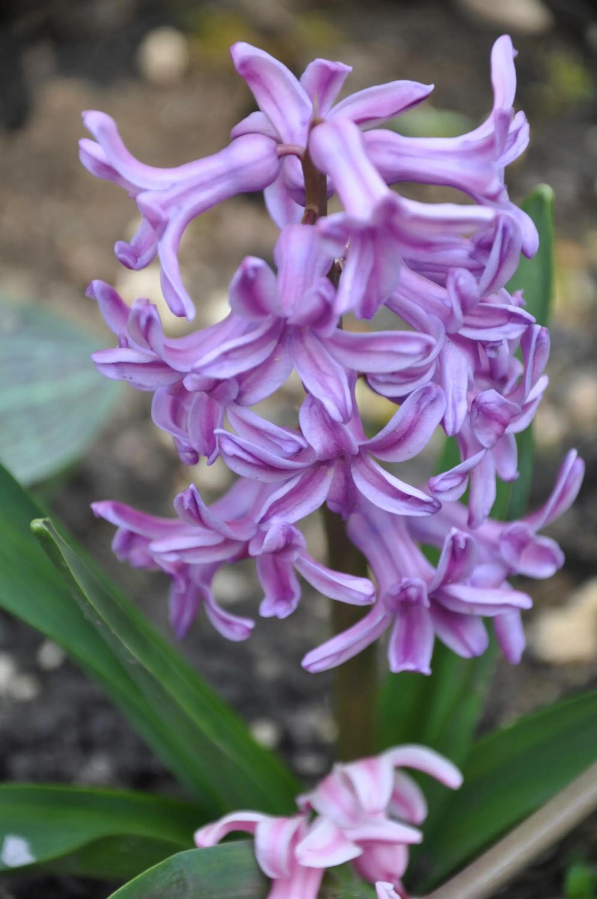 Garden in Les Charmilles