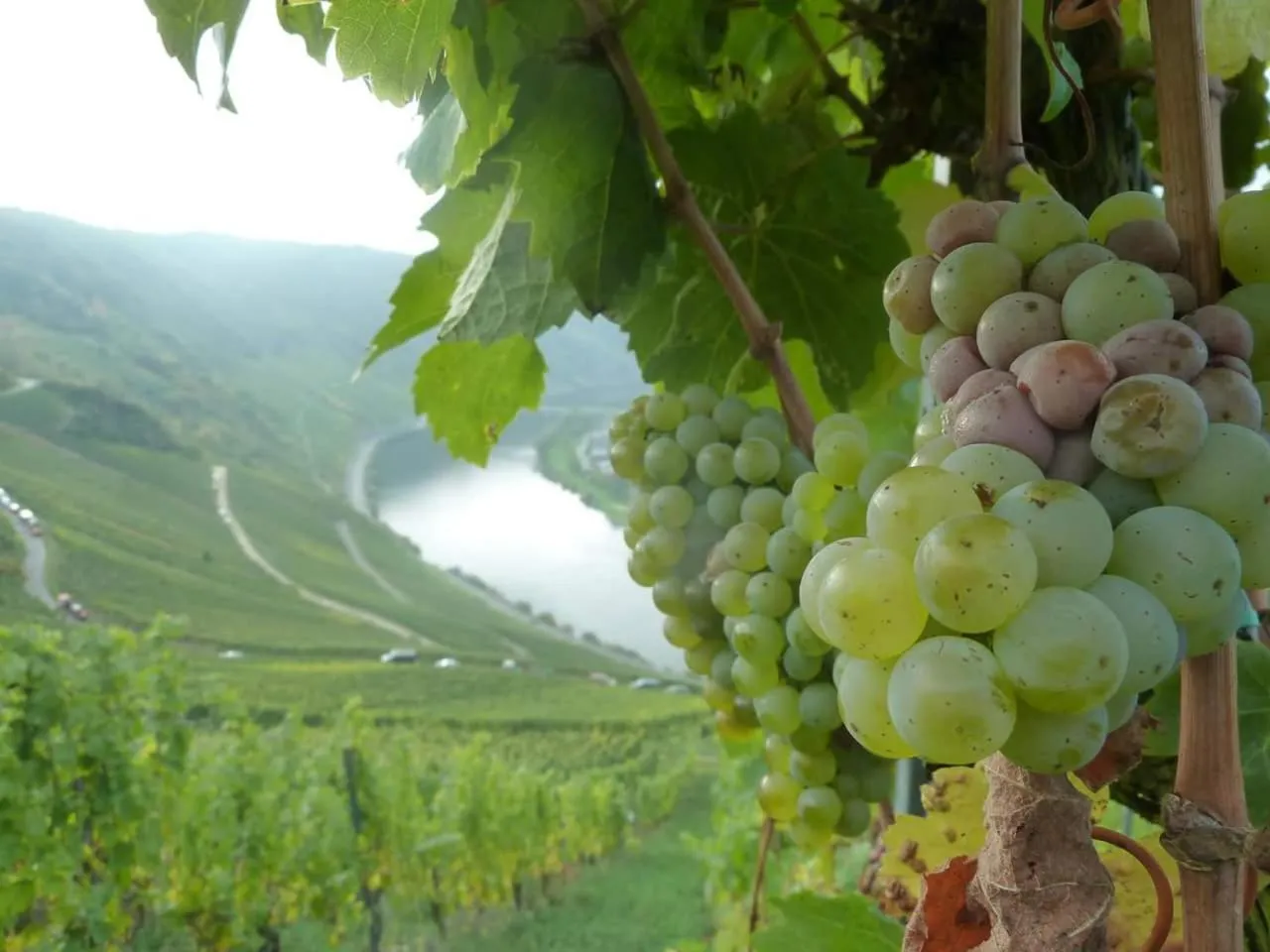 Natural landscape in Der Weinladen