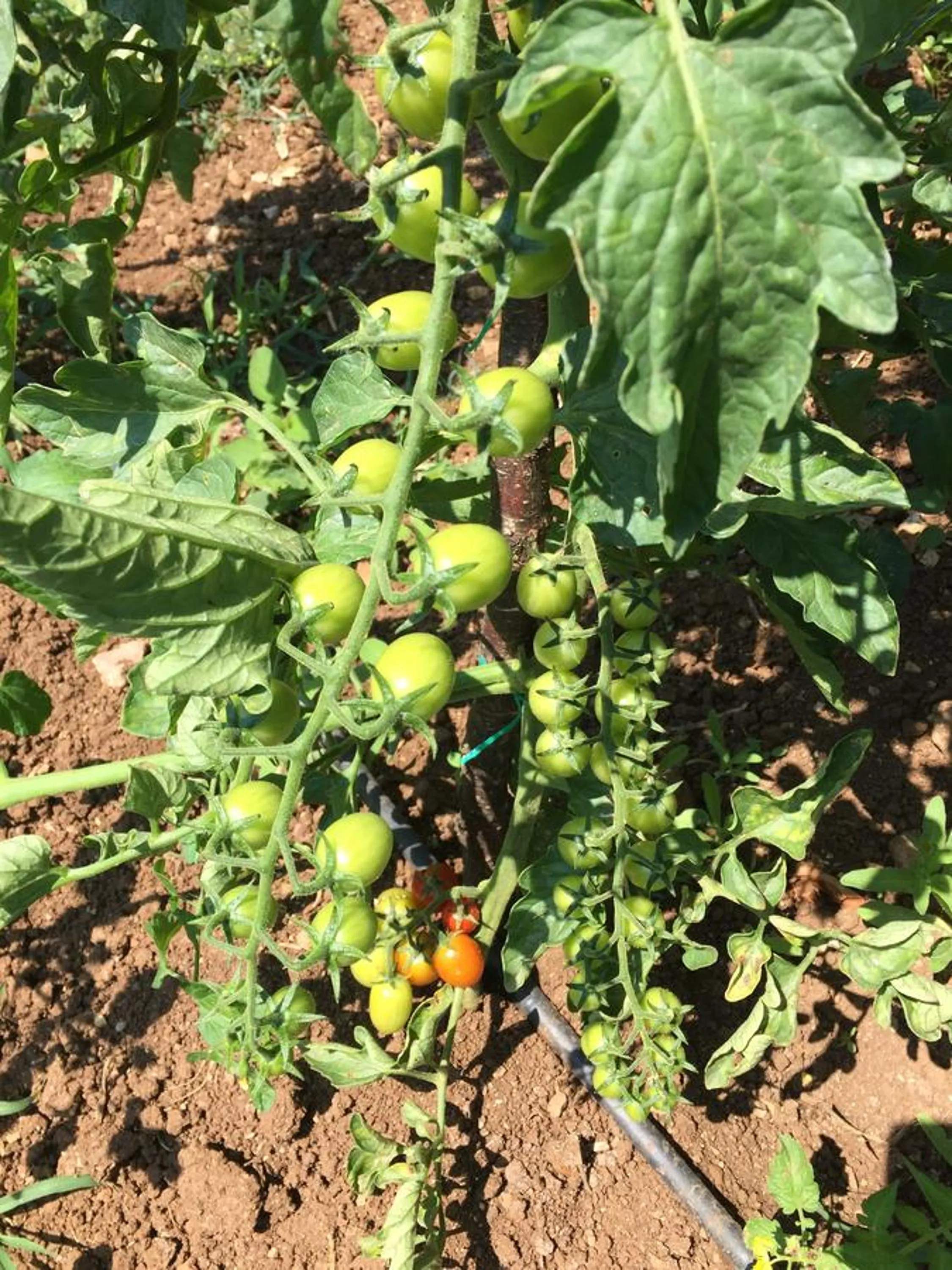 Garden in Pyramid Boutique Hotel