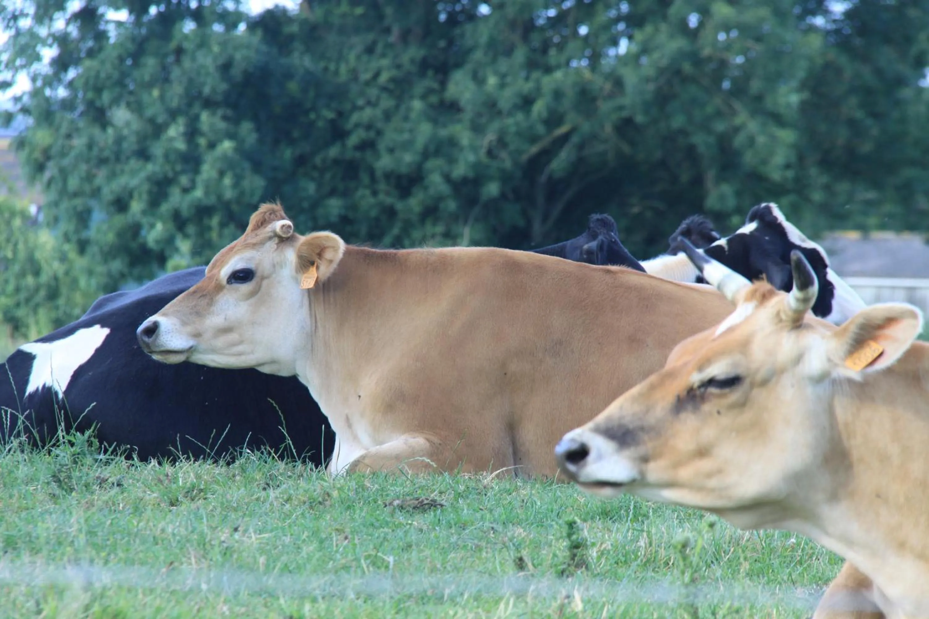Pets in Chateau de Vouilly