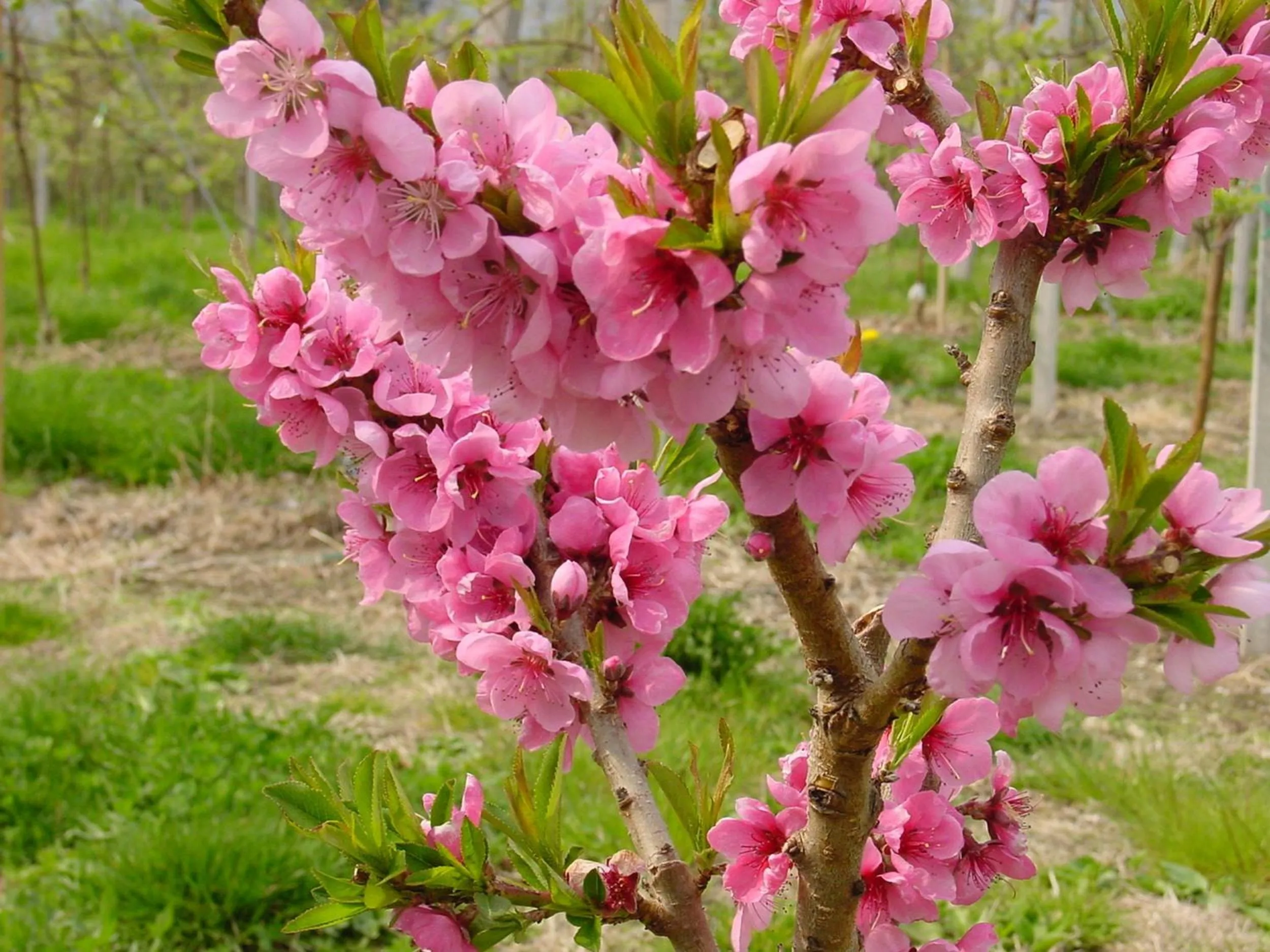 Garden in Pension Appartment Hecherhof
