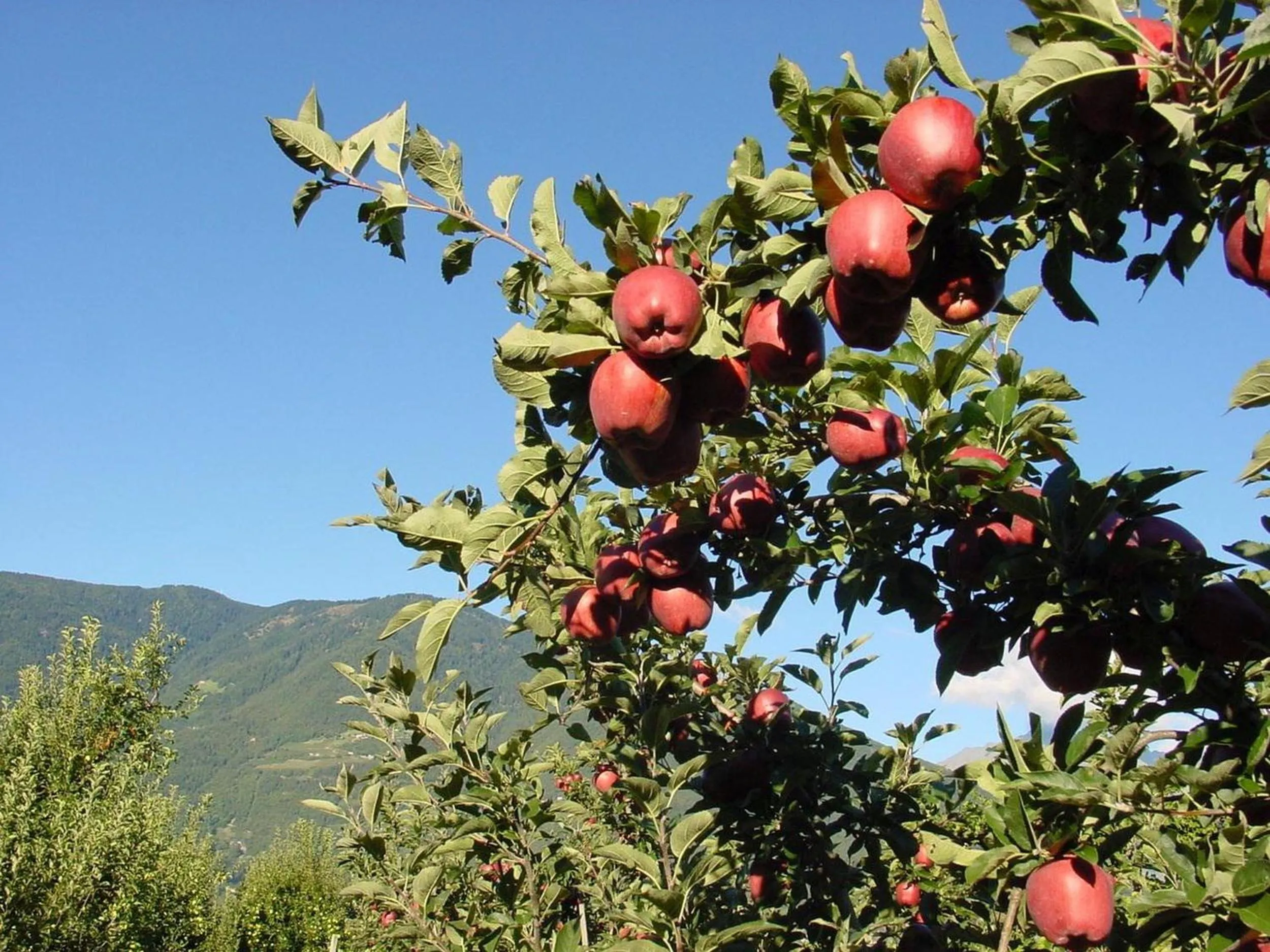 Garden in Pension Appartment Hecherhof