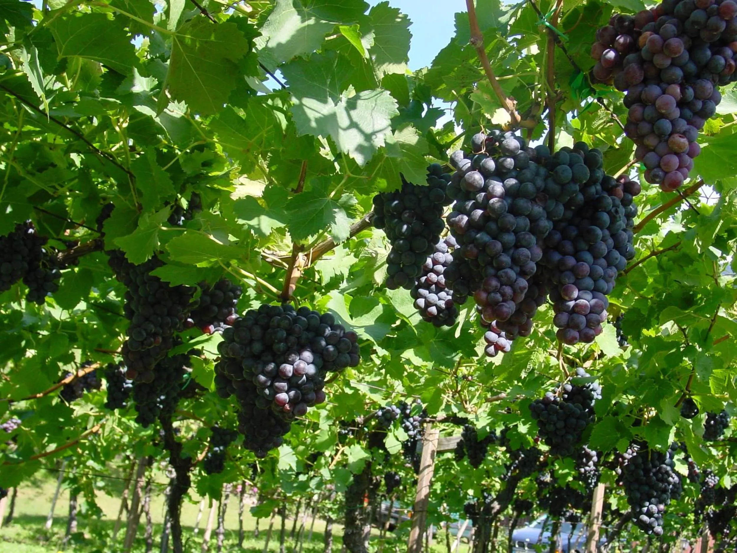 Garden in Pension Appartment Hecherhof