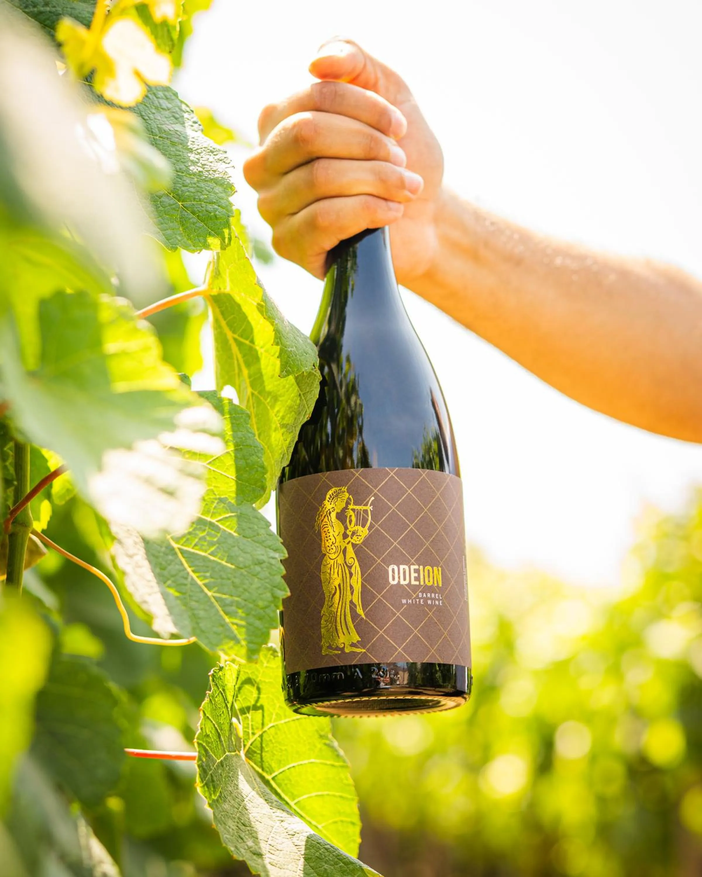 Entertainment in Resort & Winery Bosco De Medici