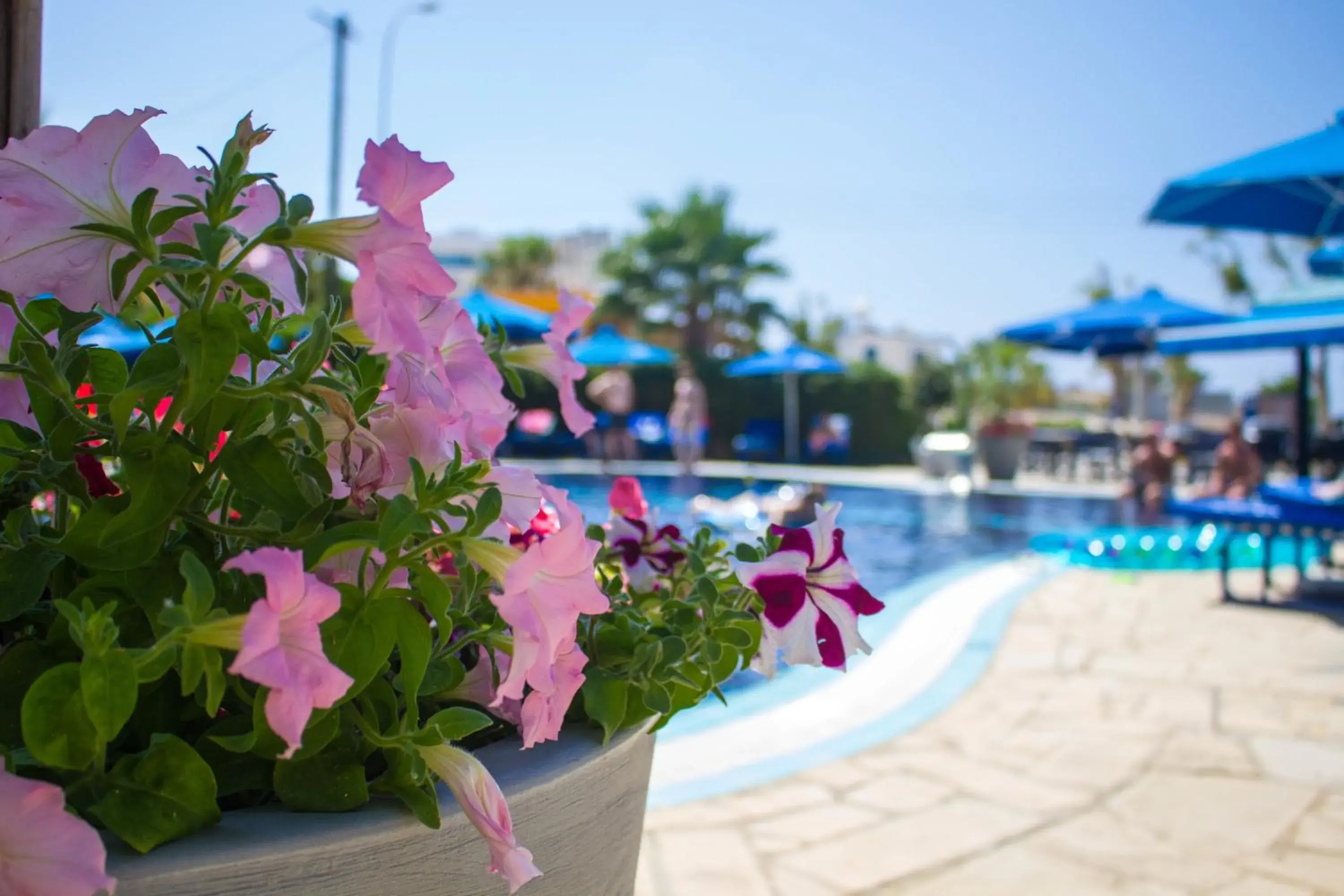 Garden, Swimming Pool in Anonymous Beach Hotel (Adults 16+)