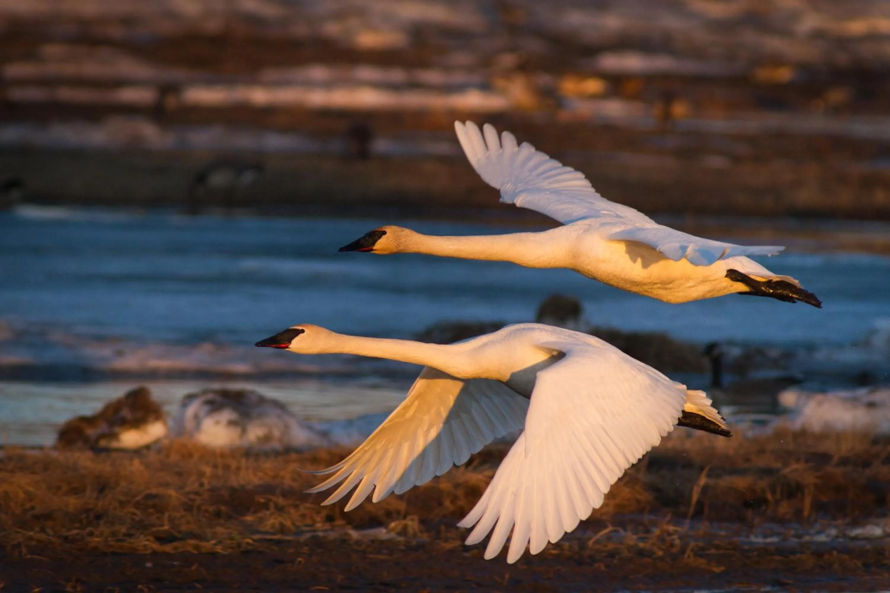 Area and facilities in Candlewood Suites - Fairbanks by IHG