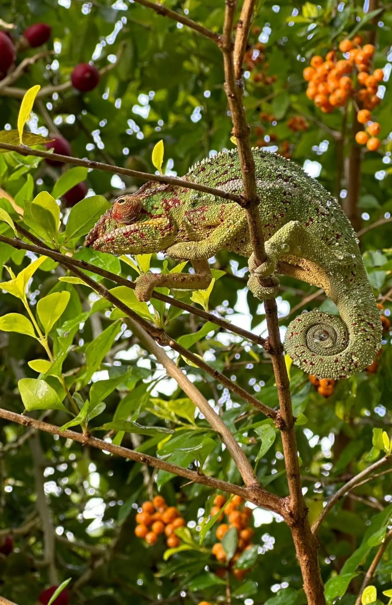 Garden in Le Chalet de la Fontaine Saint Leu