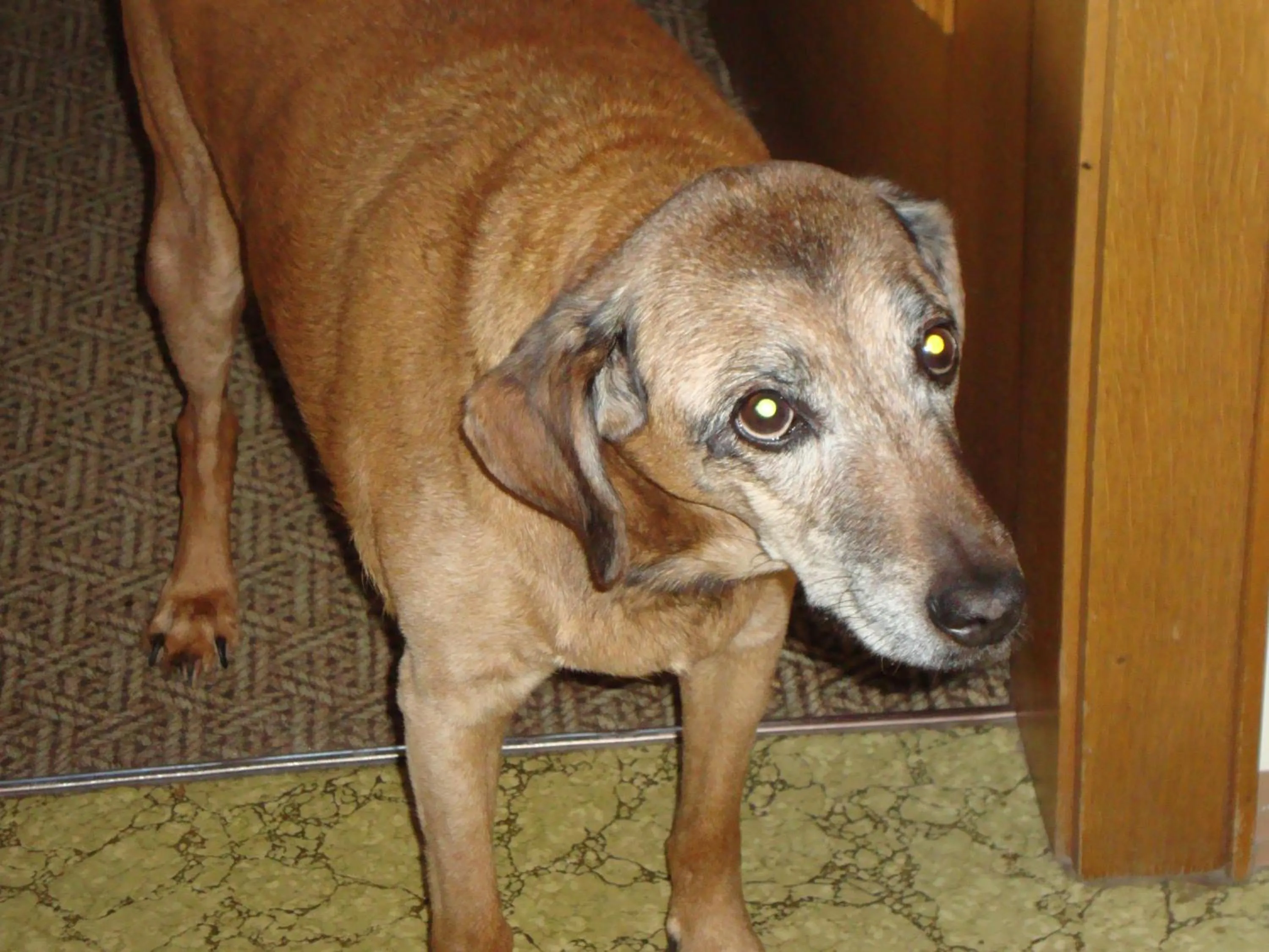 Pets in Holiday-Appartements