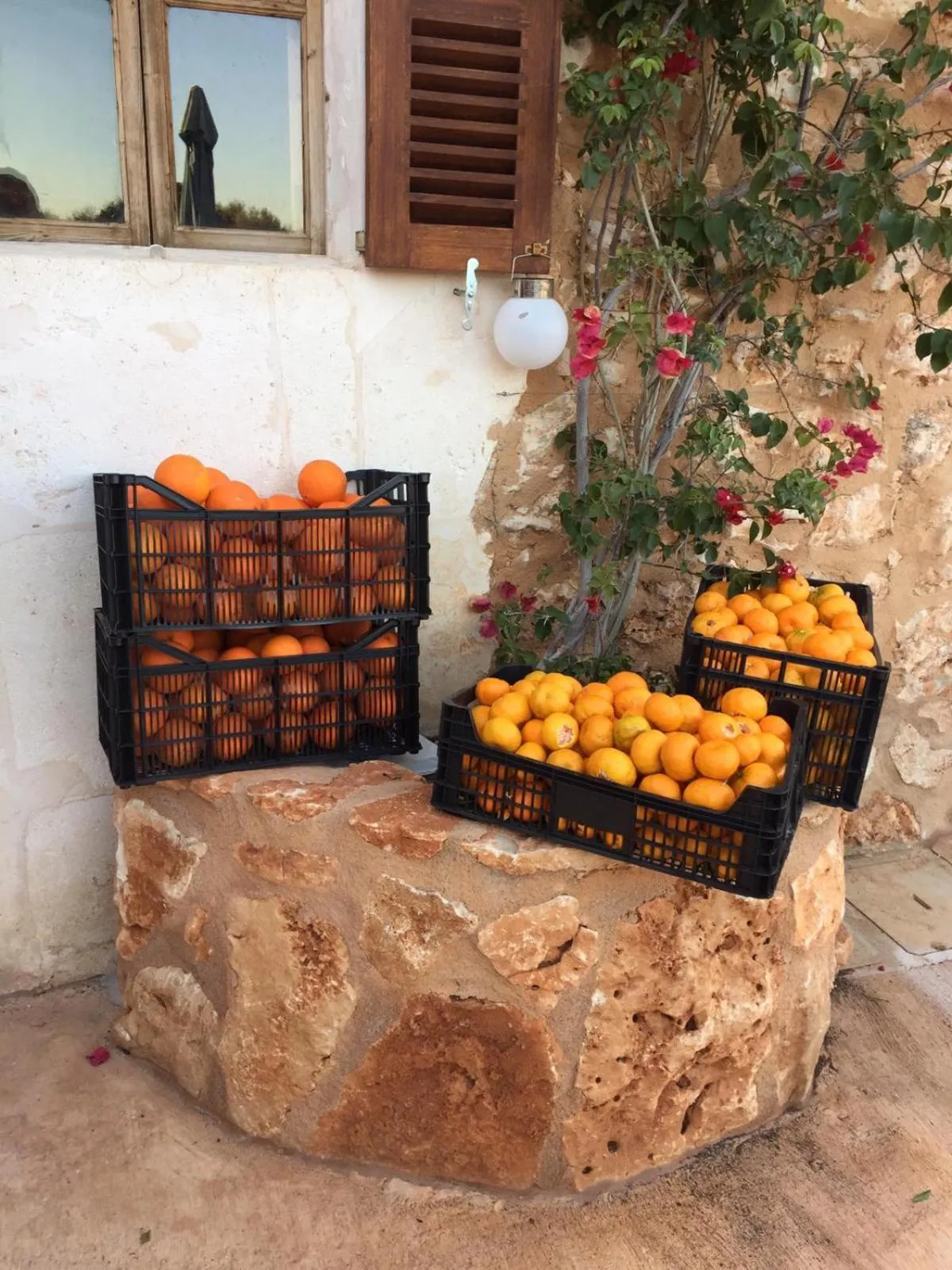 Garden in Agroturismo Fincahotel Son Pou