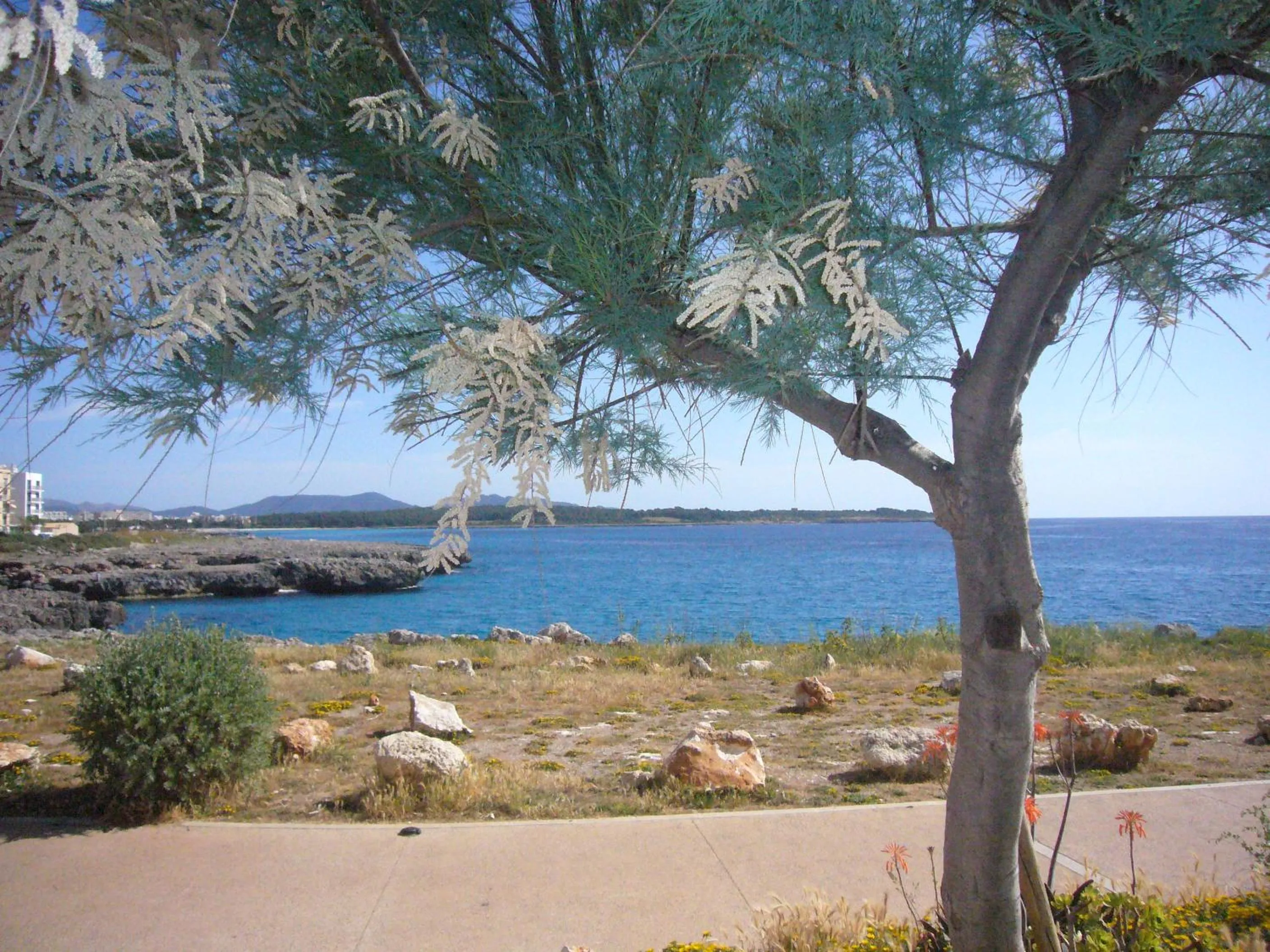 Off site in Fonoll Mari