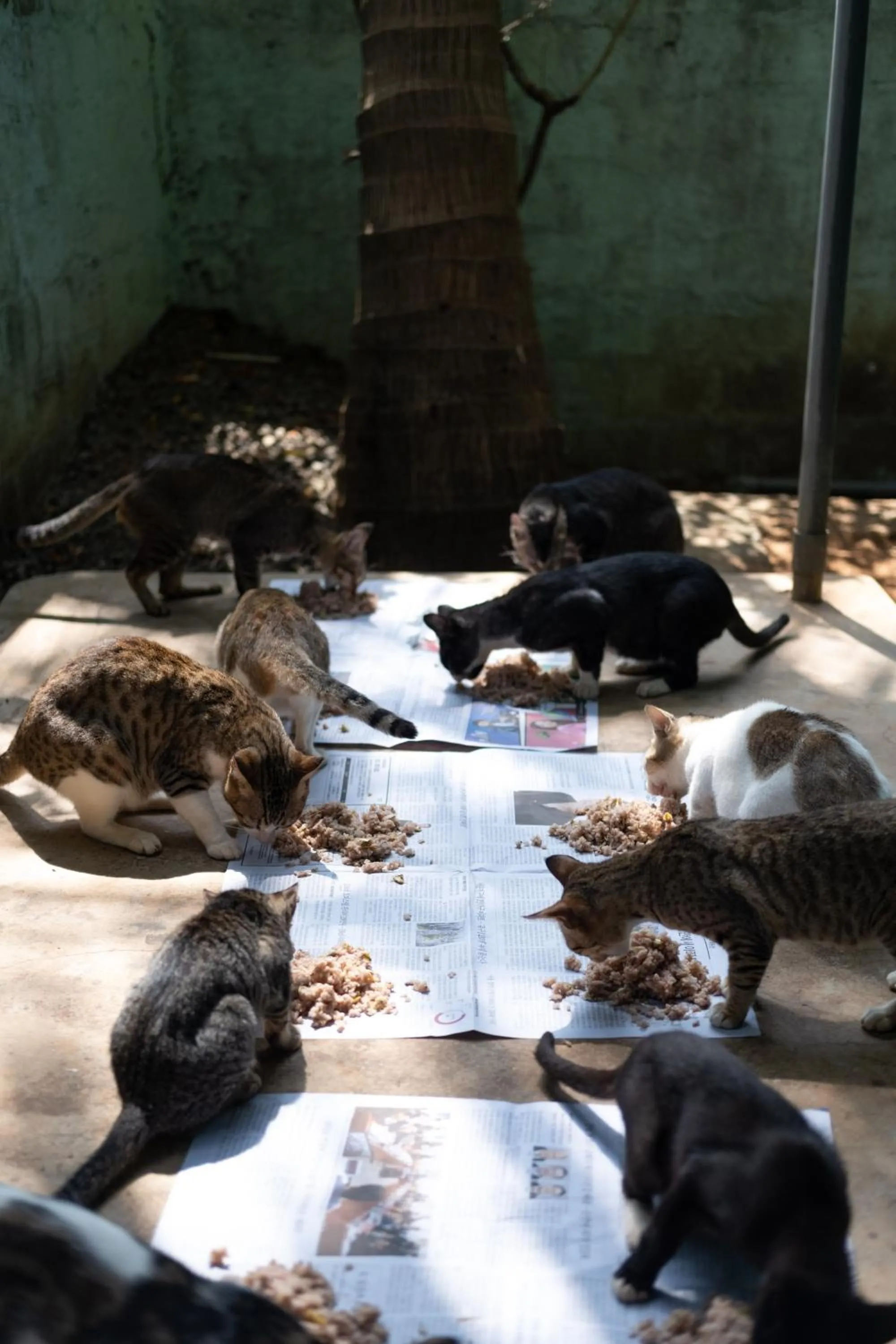 Alass Ga For Pets Lovers