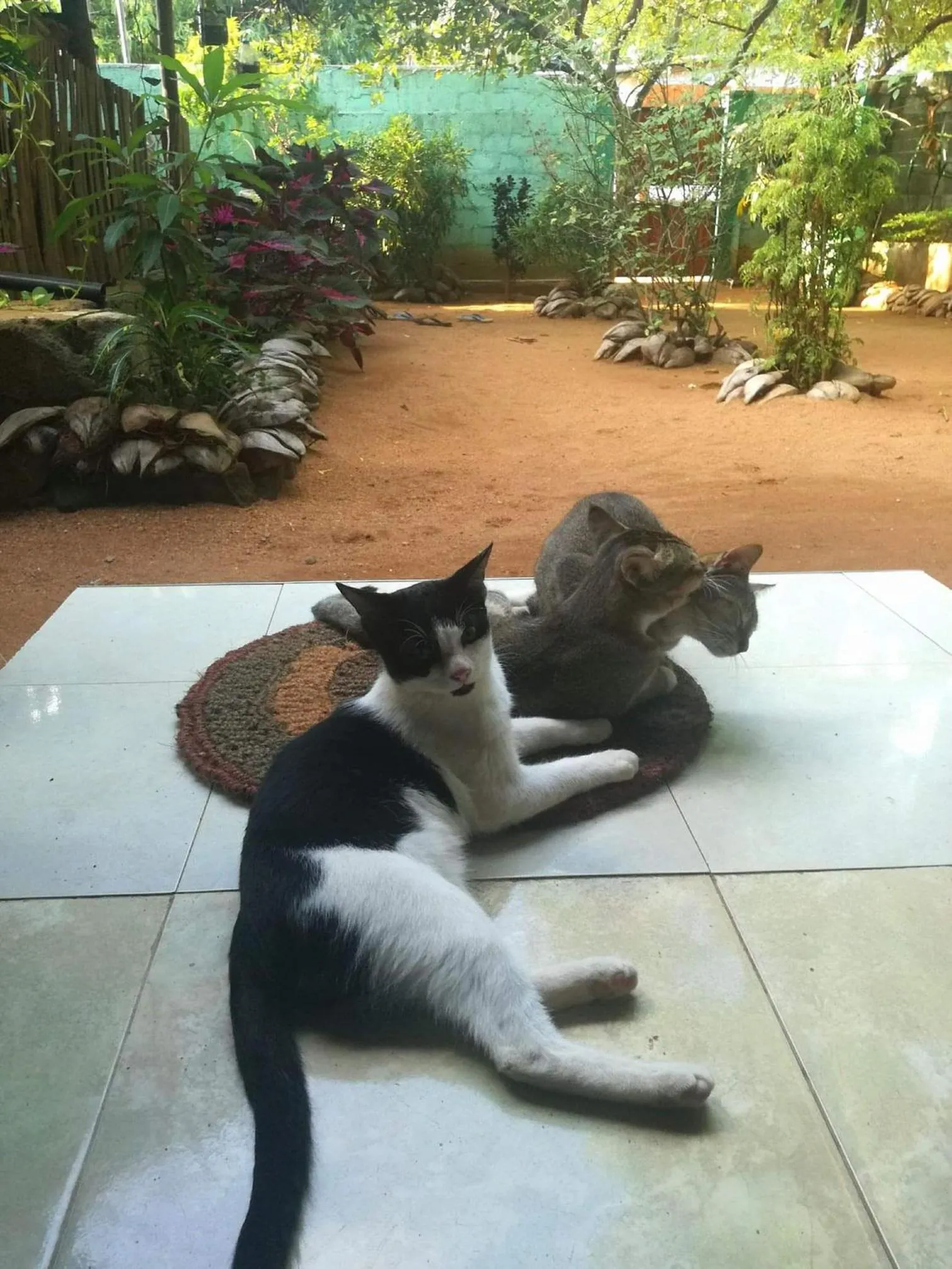 Alass Ga For Pets Lovers