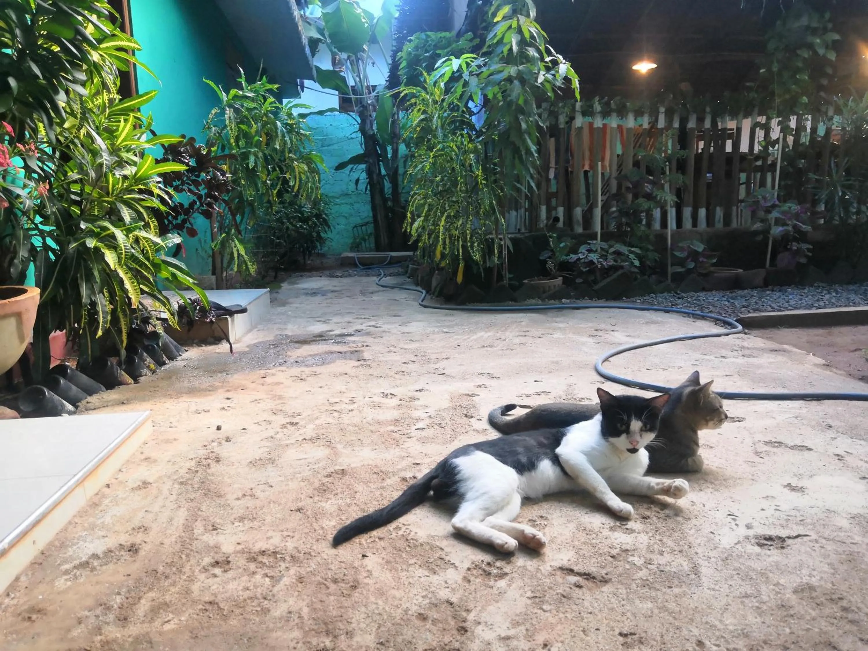 Alass Ga For Pets Lovers