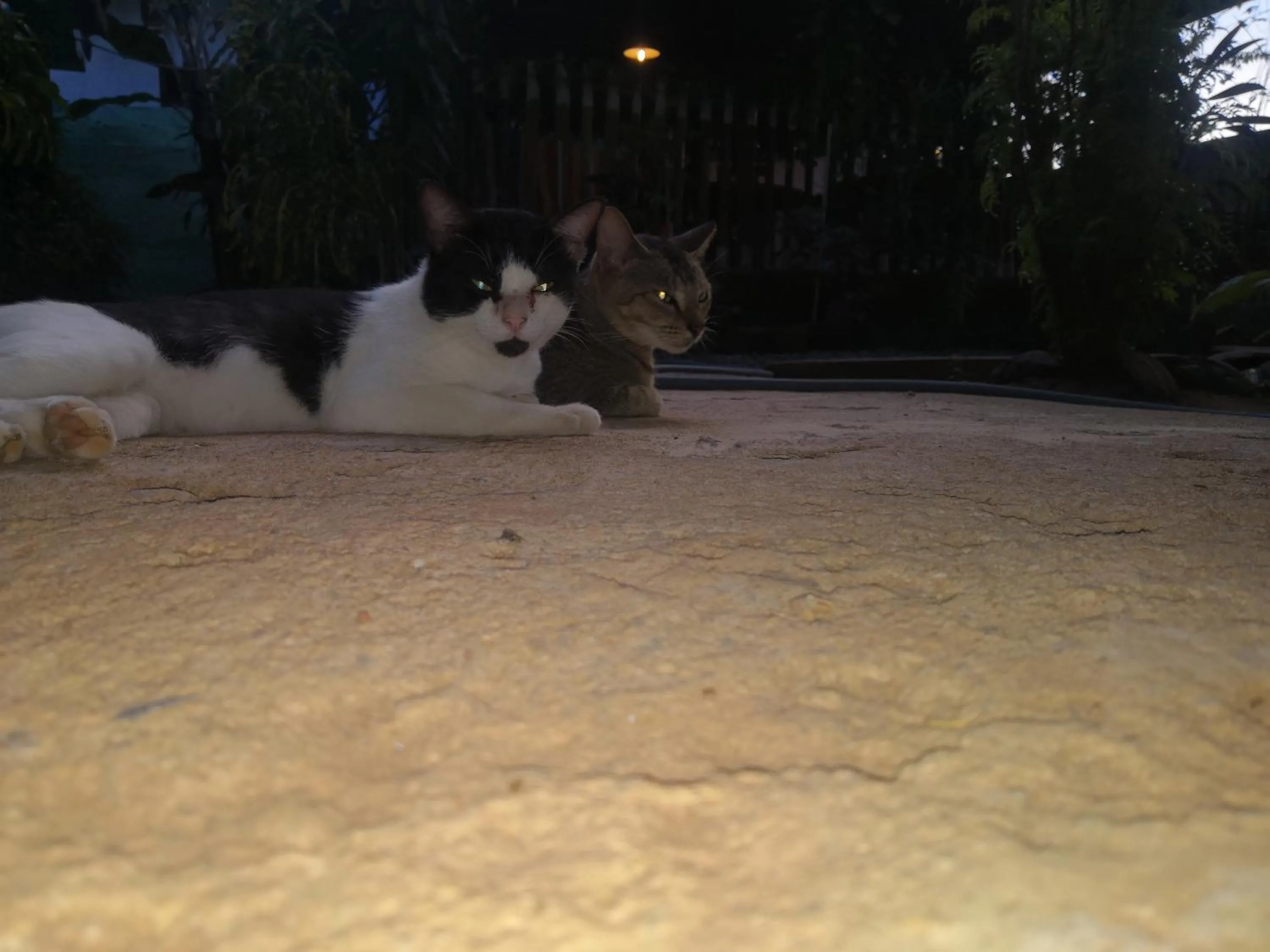 Alass Ga For Pets Lovers