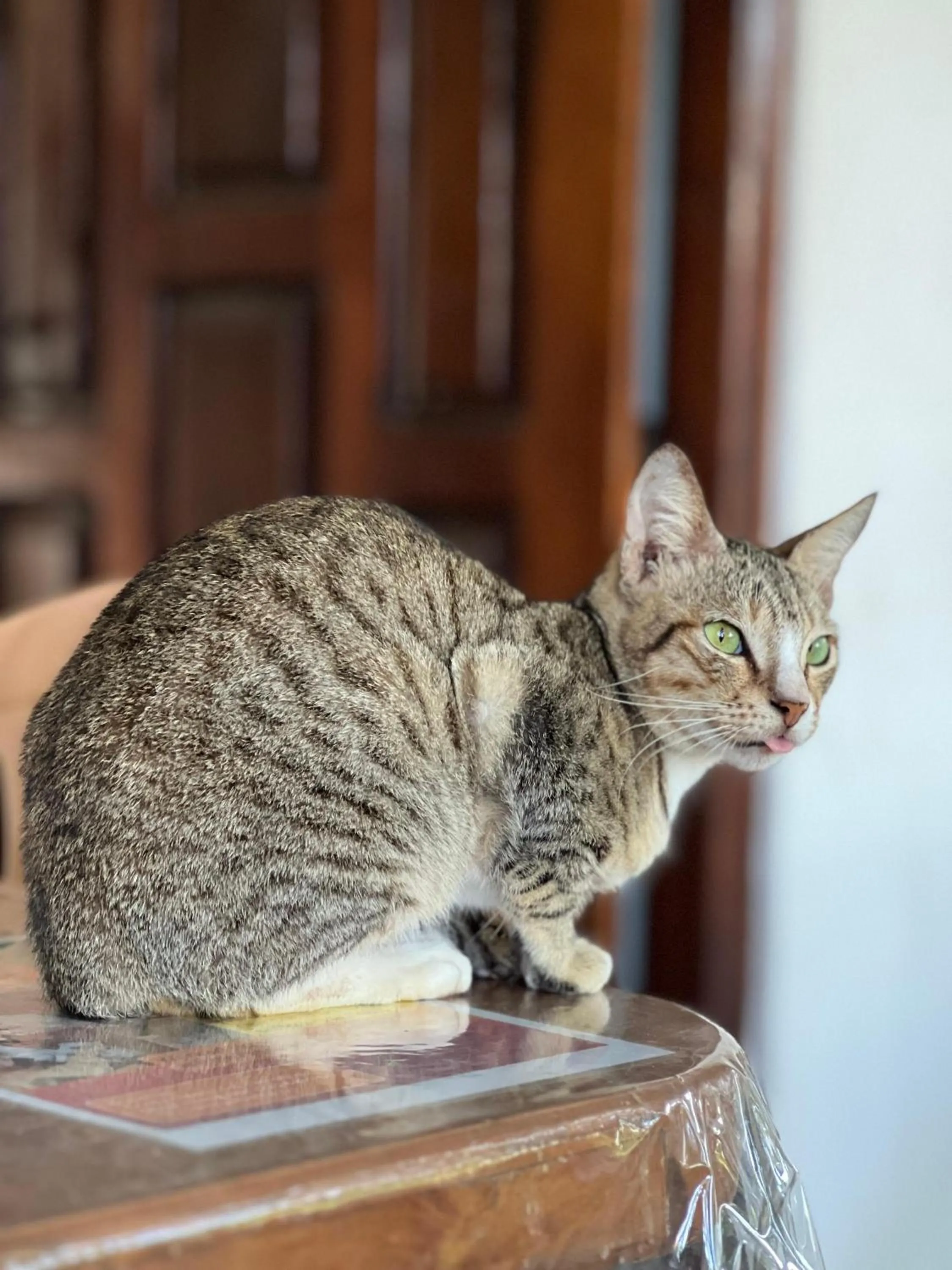 Alass Ga For Pets Lovers
