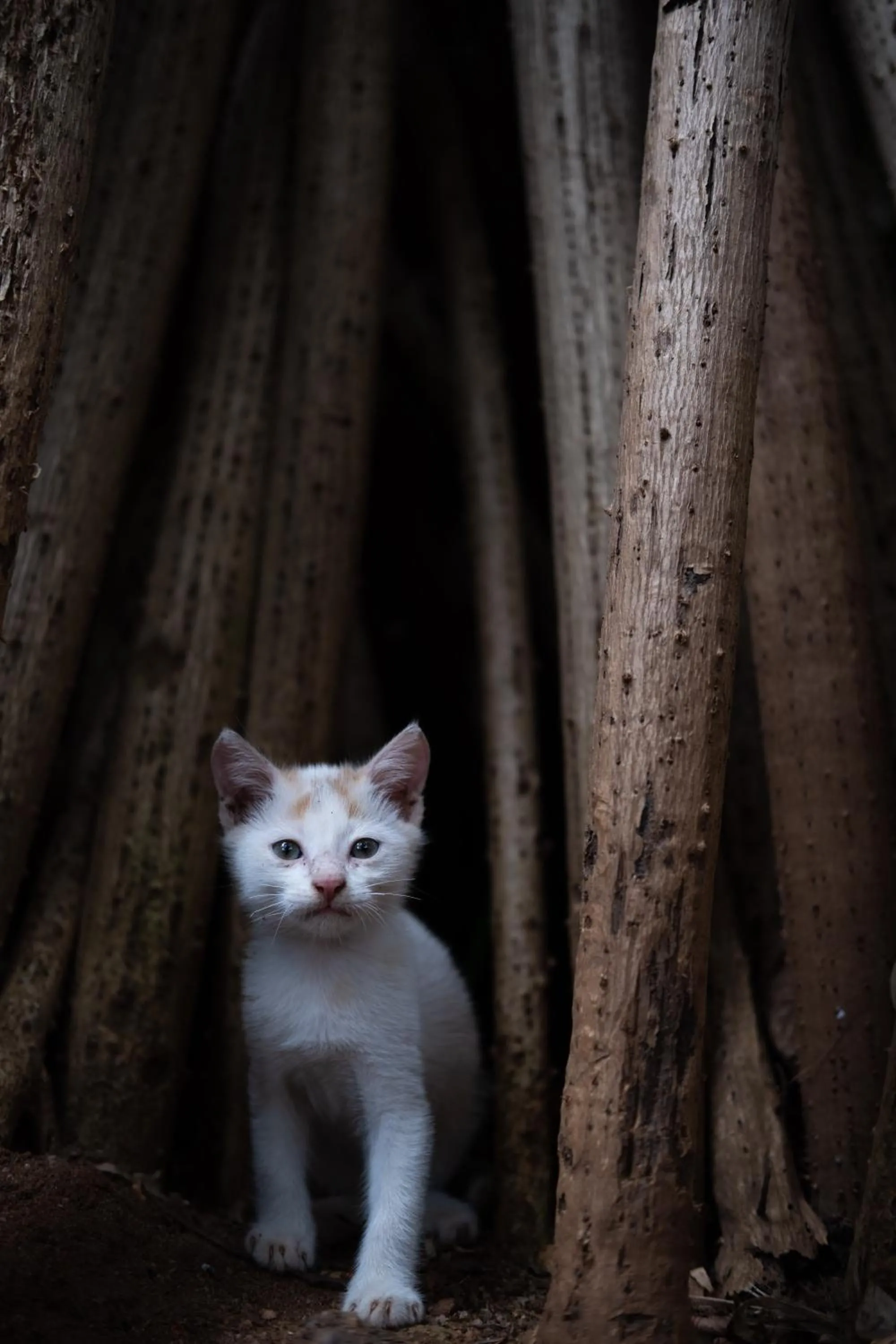 Alass Ga For Pets Lovers