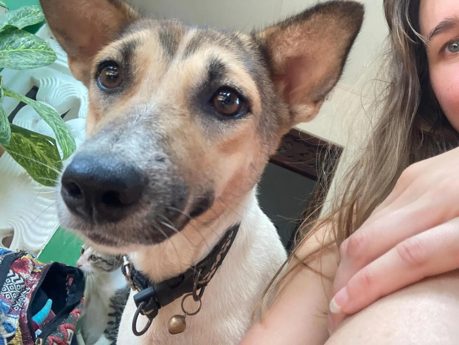 Alass Ga For Pets Lovers