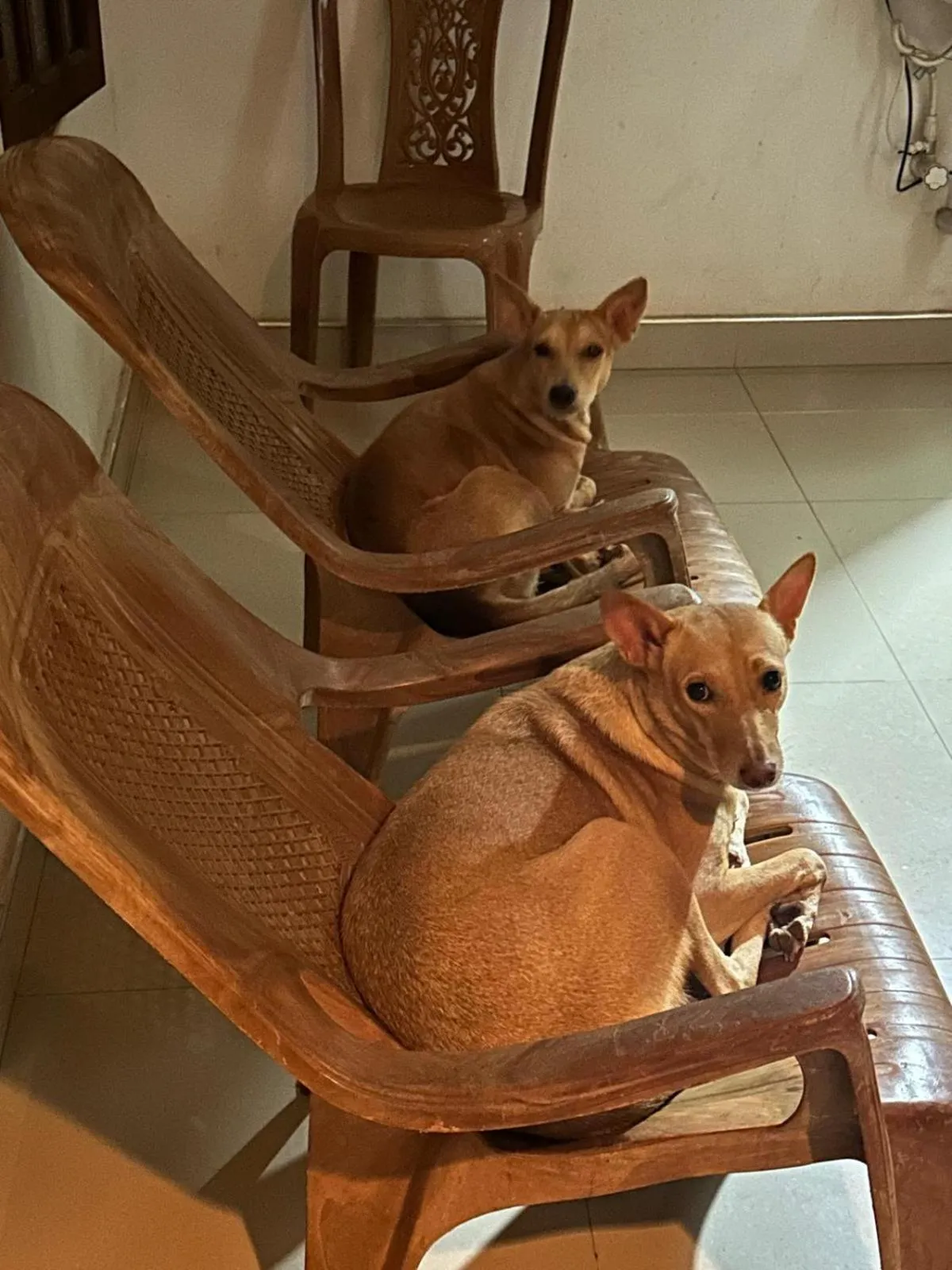 Alass Ga For Pets Lovers