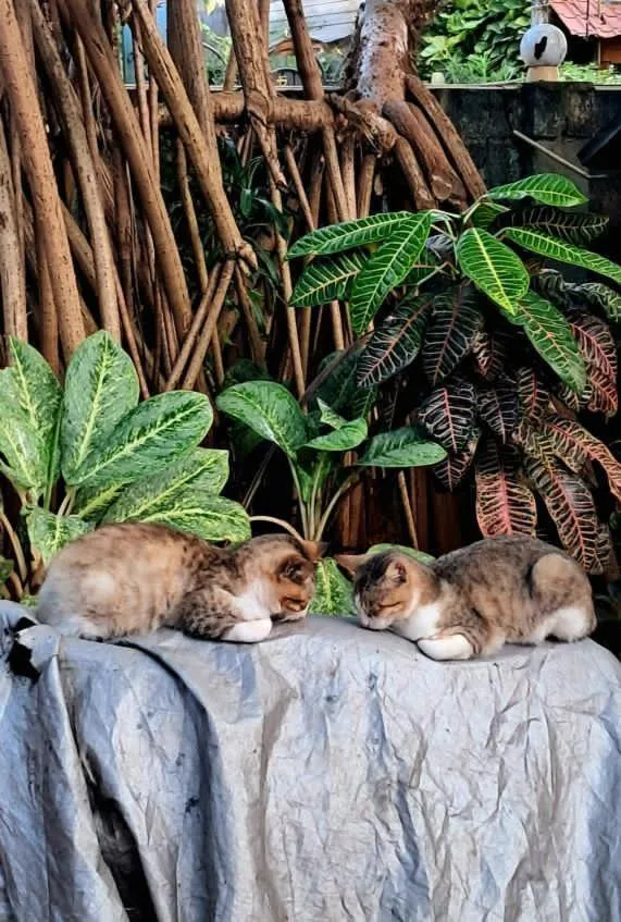 Alass Ga For Pets Lovers
