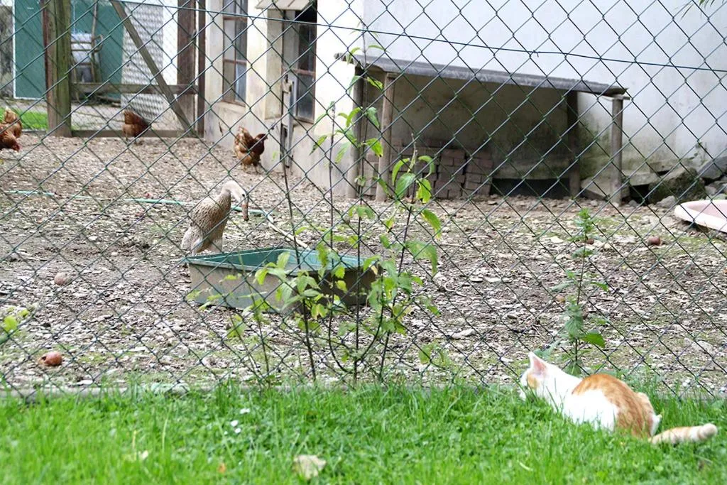 Pets in Baunhöller-Mühle