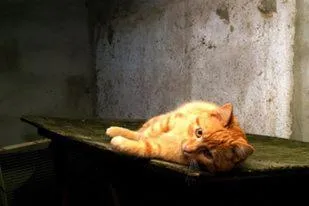 Pets in Baunhöller-Mühle