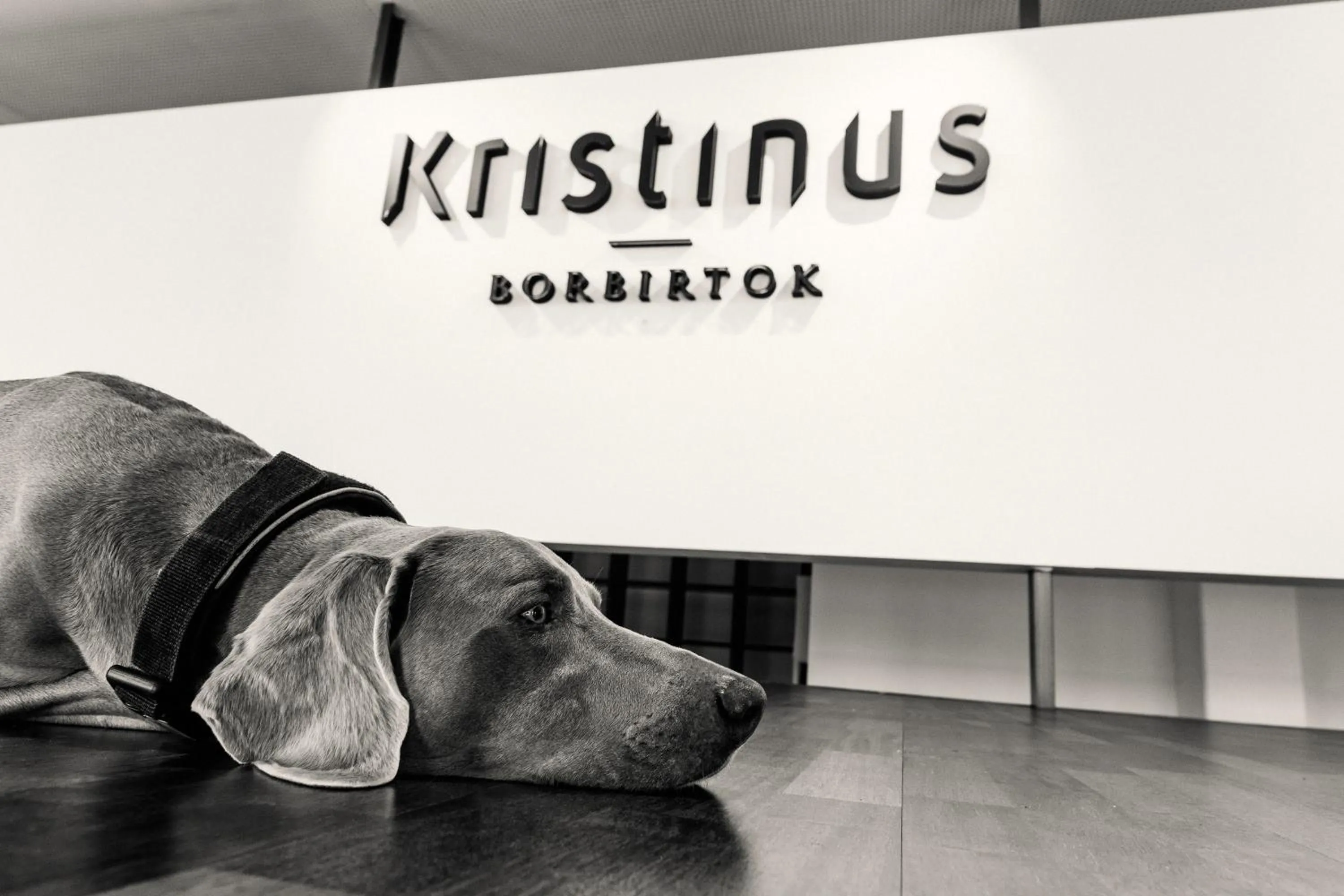 Pets in Kristinus Borbirtok