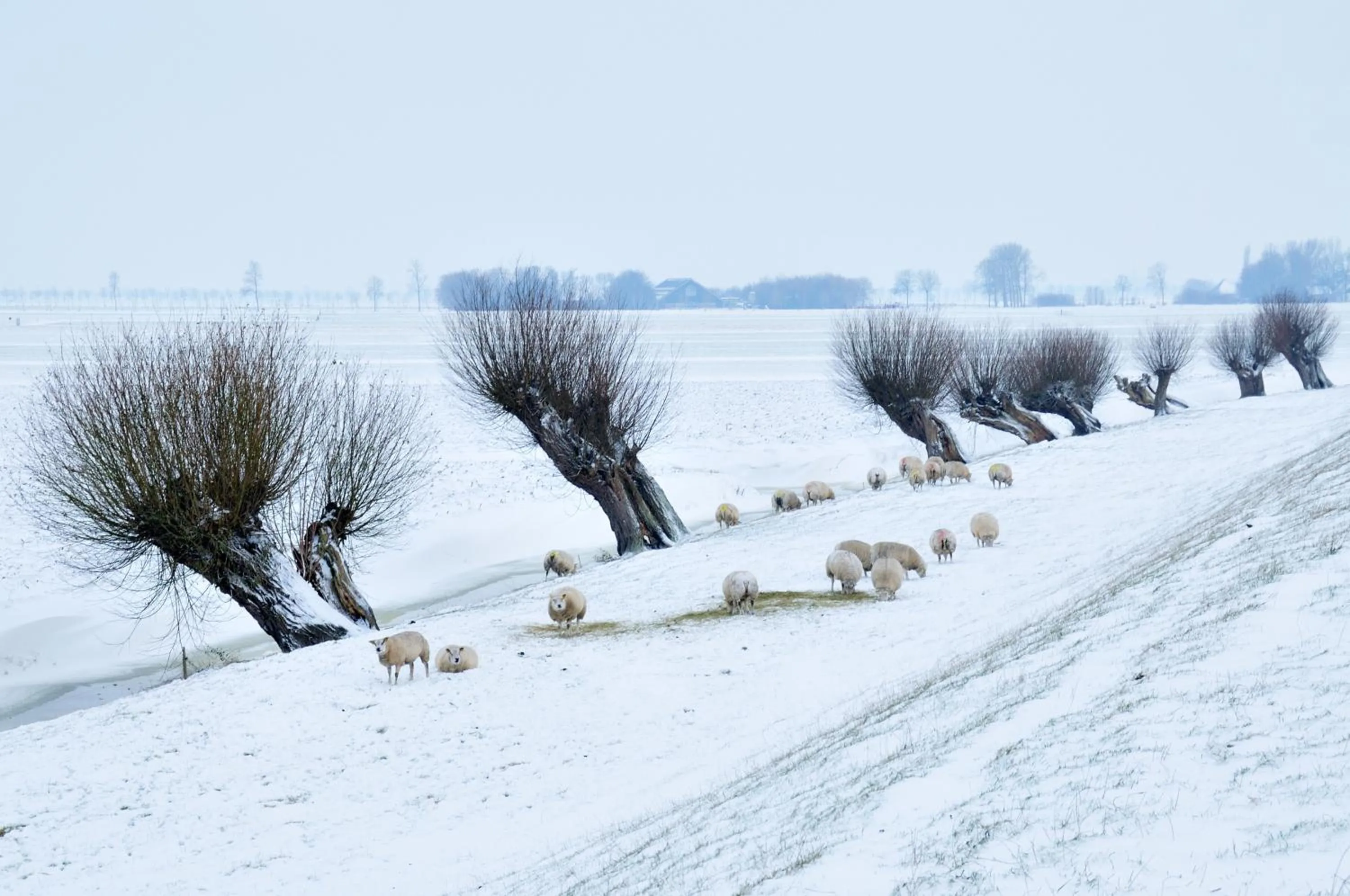 Winter in Hotelhuisjes Andijk