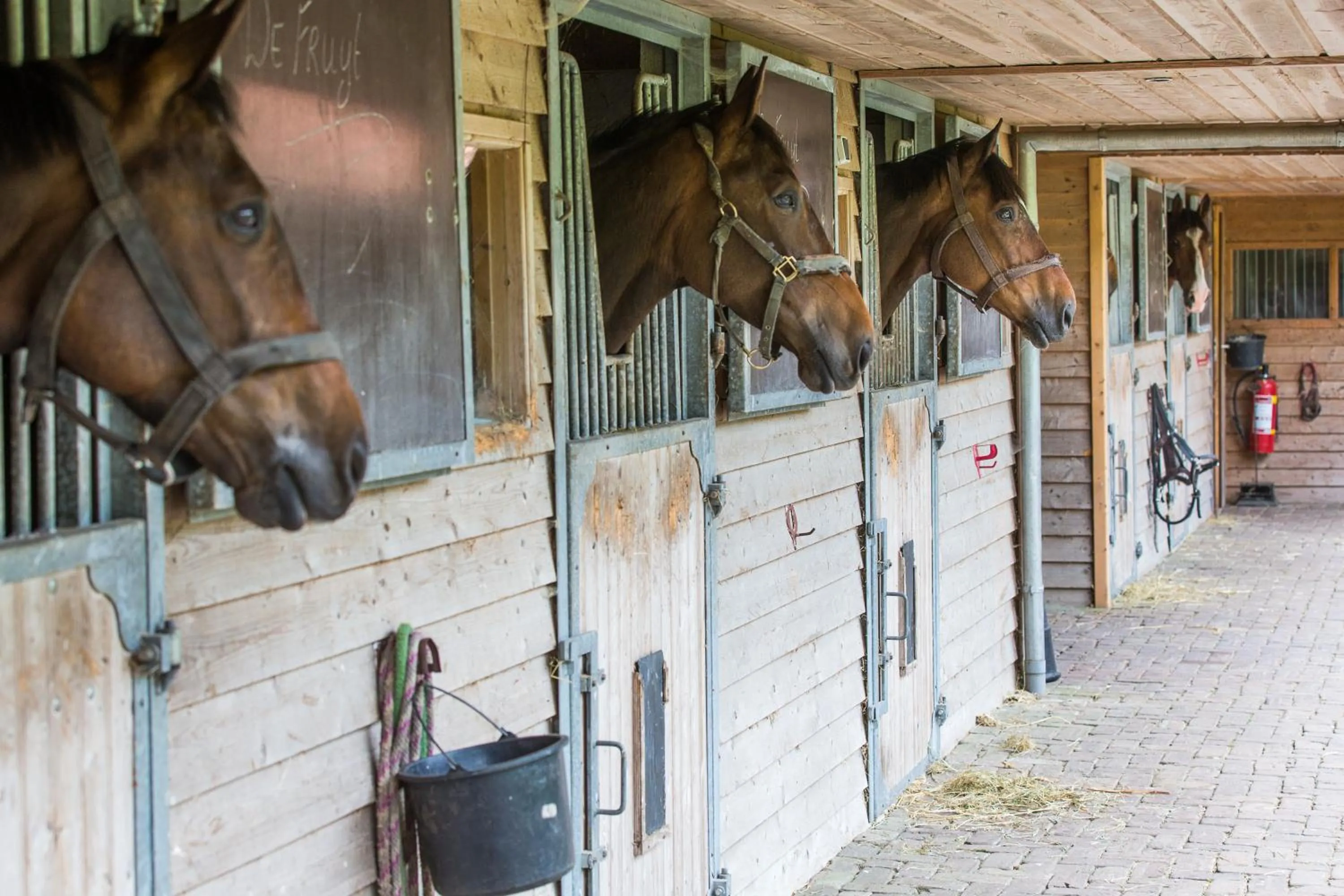 Horse-riding in Relais & Chateaux Hotel Landgoed Het Roode Koper