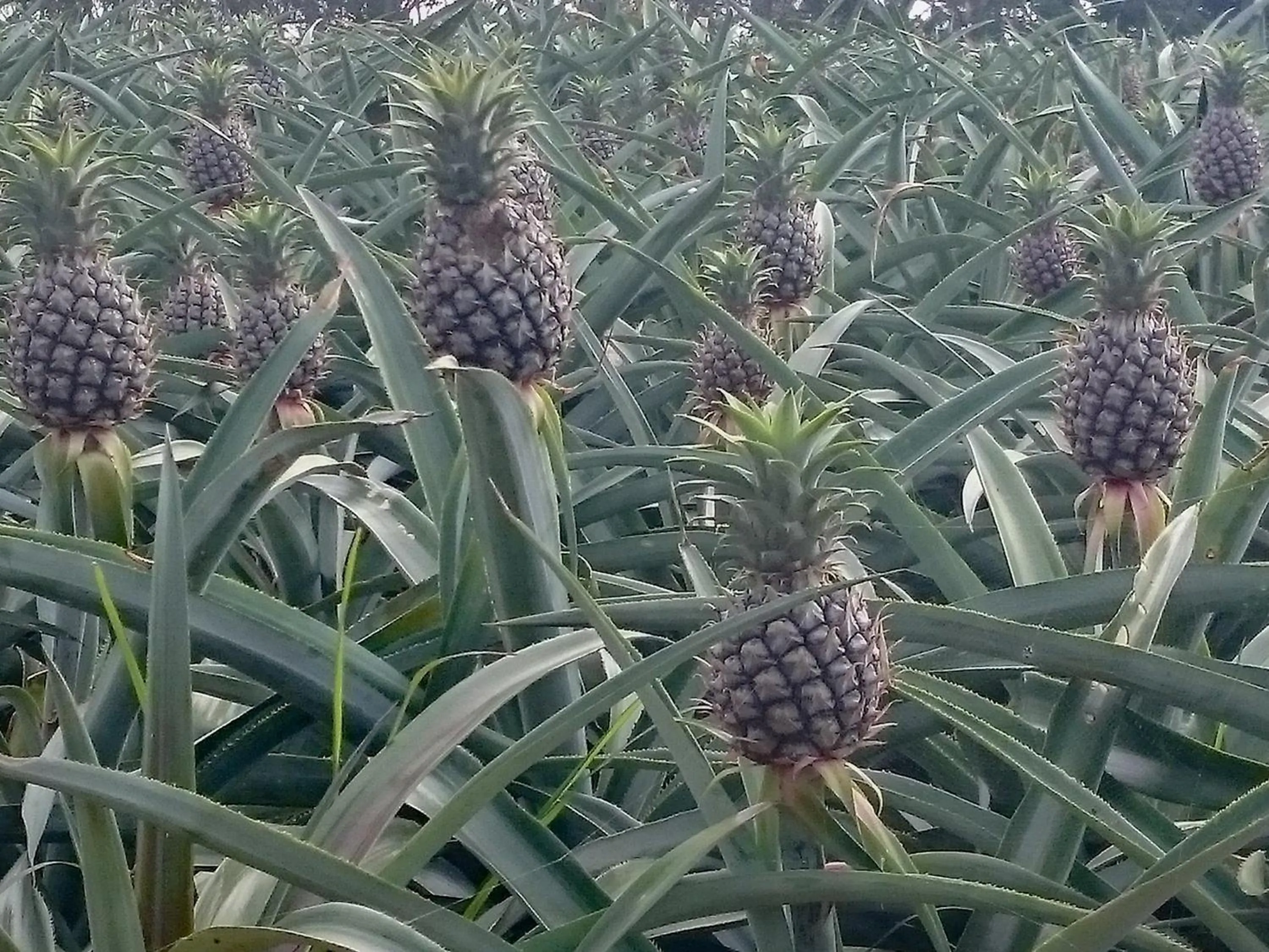 Other in The Ubufuru Ishigaki