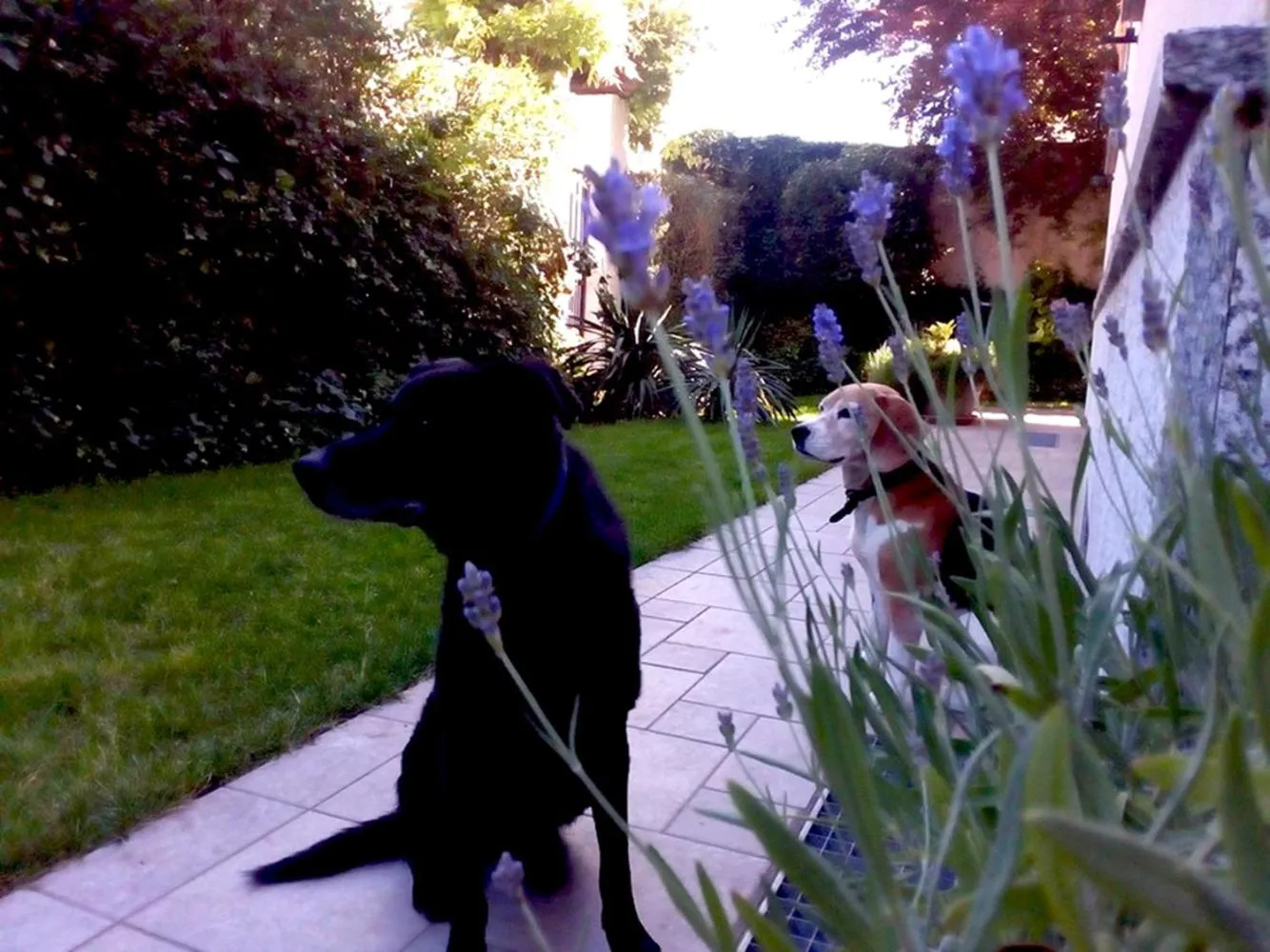 Pets in Al Giardino degli Artisti