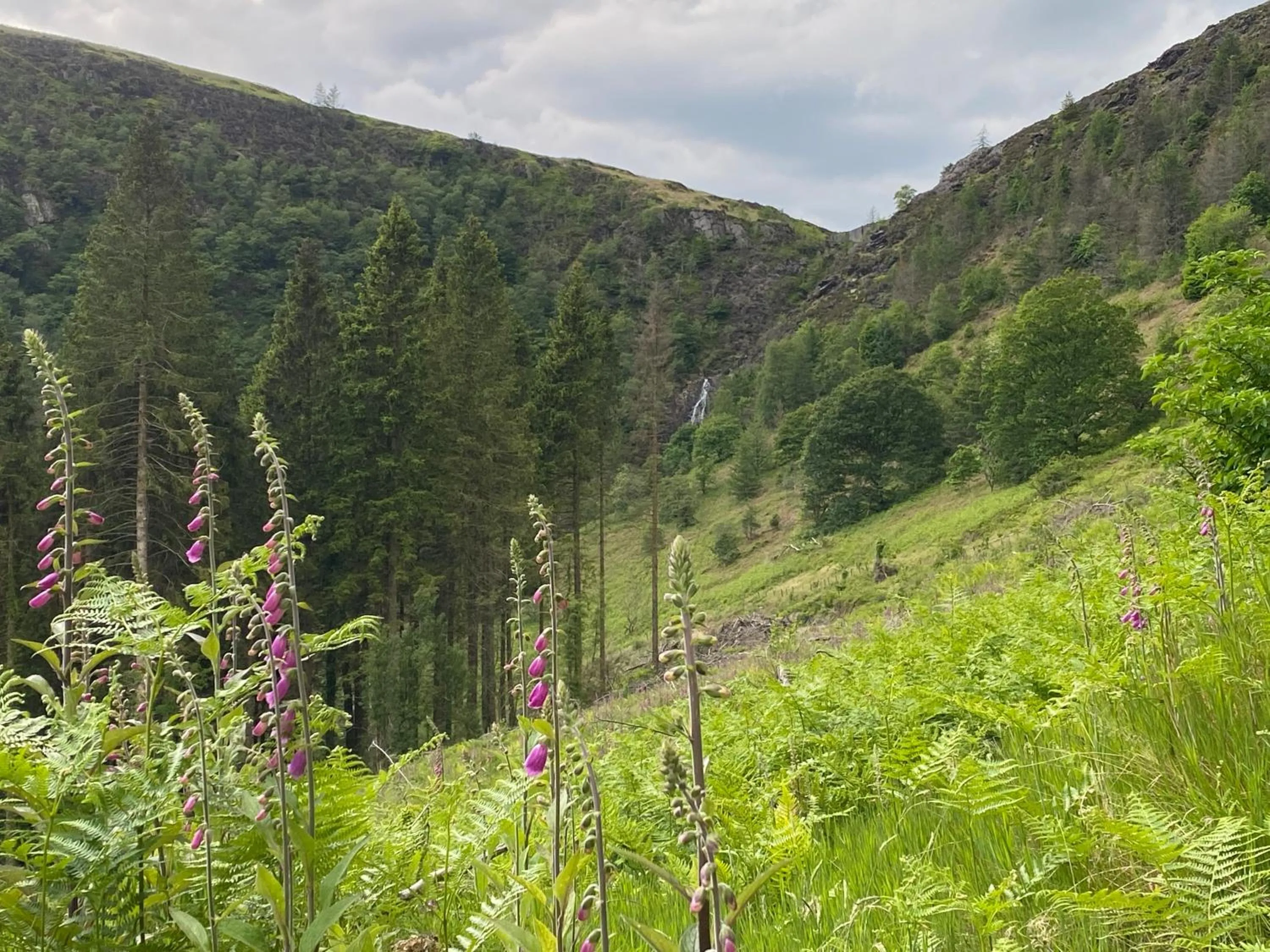 Bronfelin & Troed-y-Rhiw Holiday Cottage