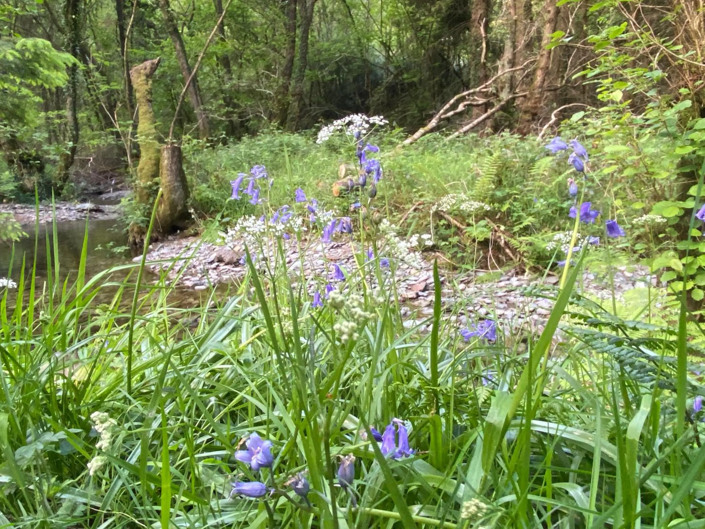 Bronfelin & Troed-y-Rhiw Holiday Cottage