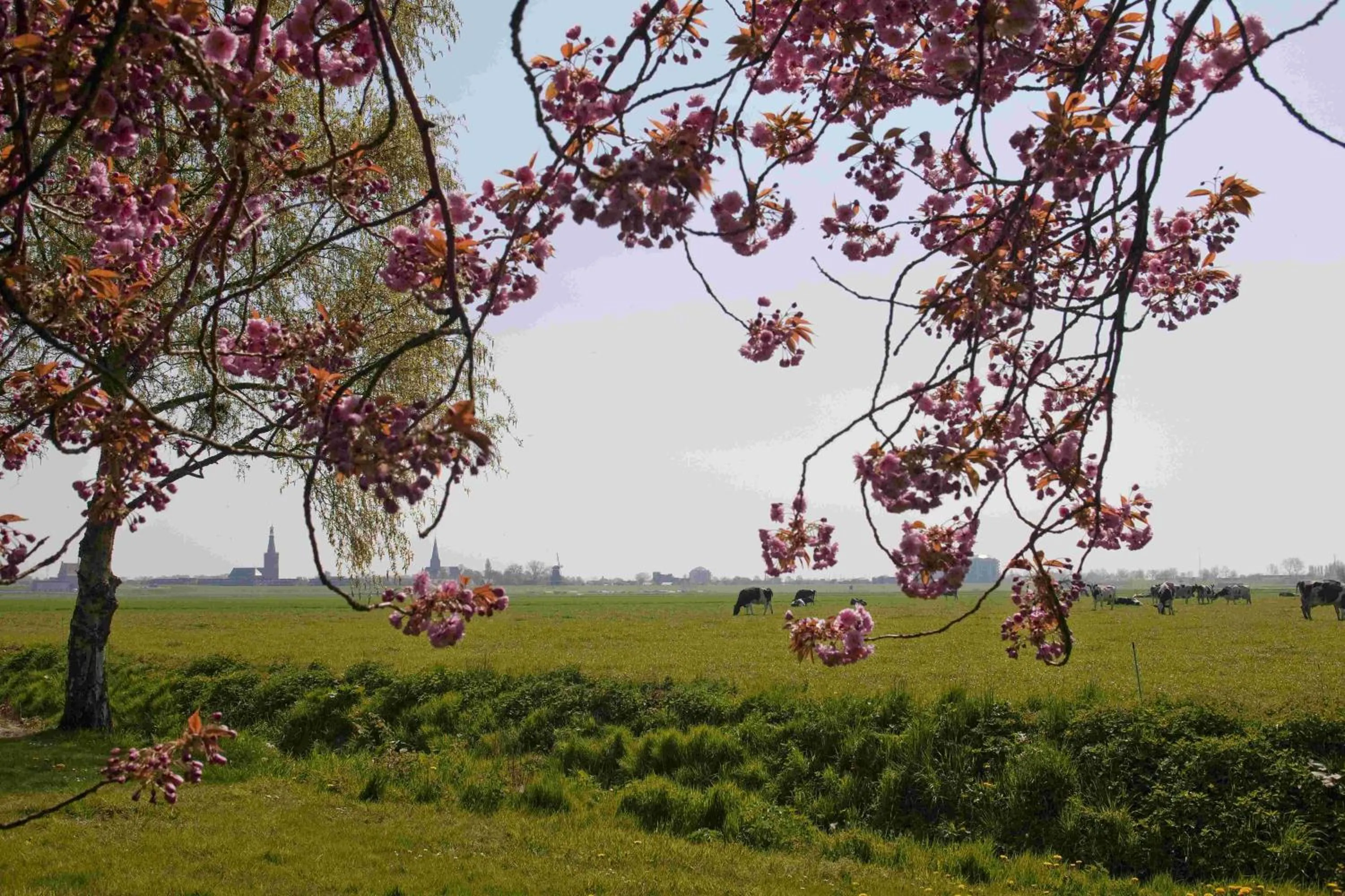 Natural landscape in Hotelhuisjes Medemblik