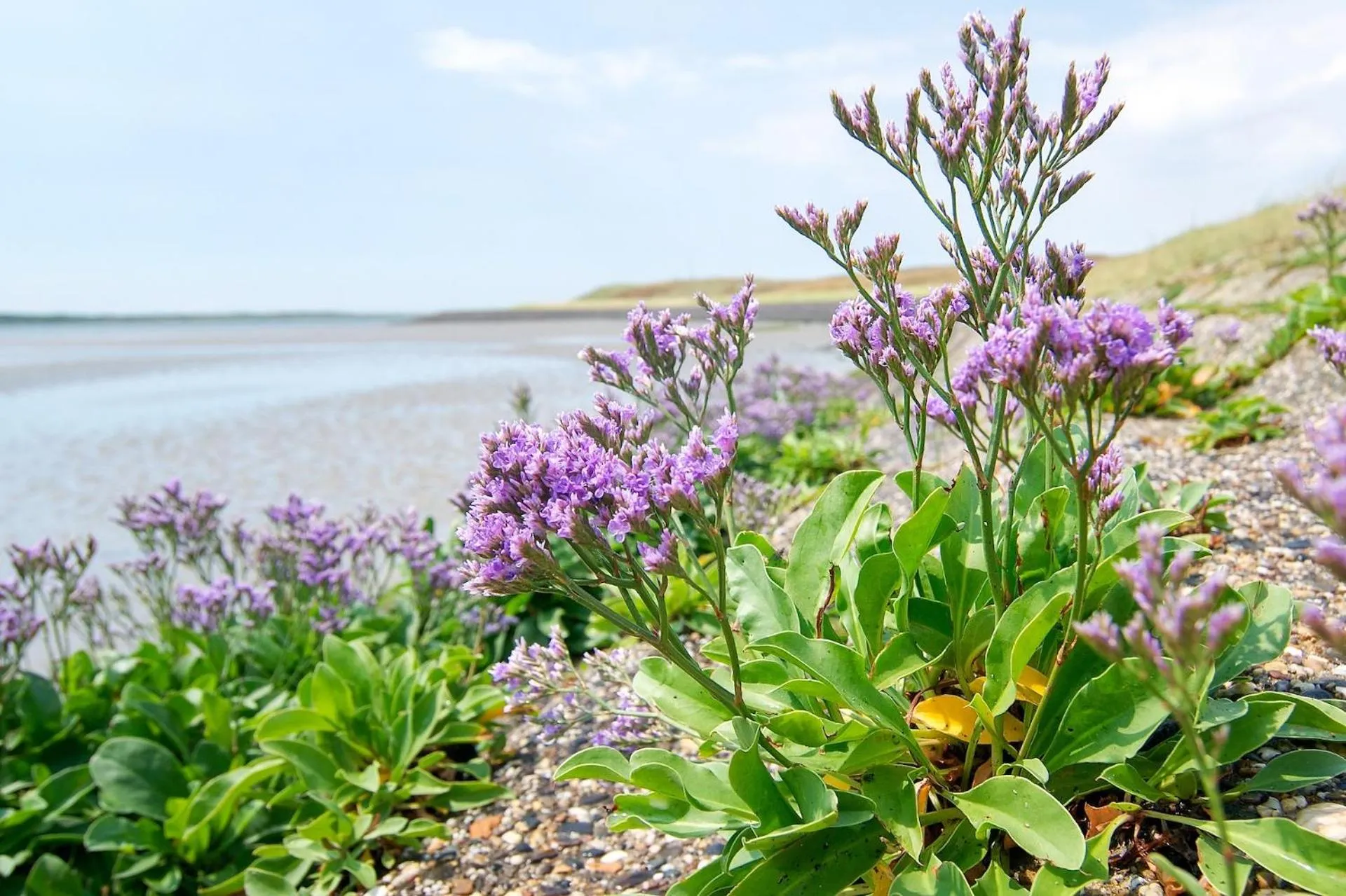 Natural landscape in Hotelletje de Veerman