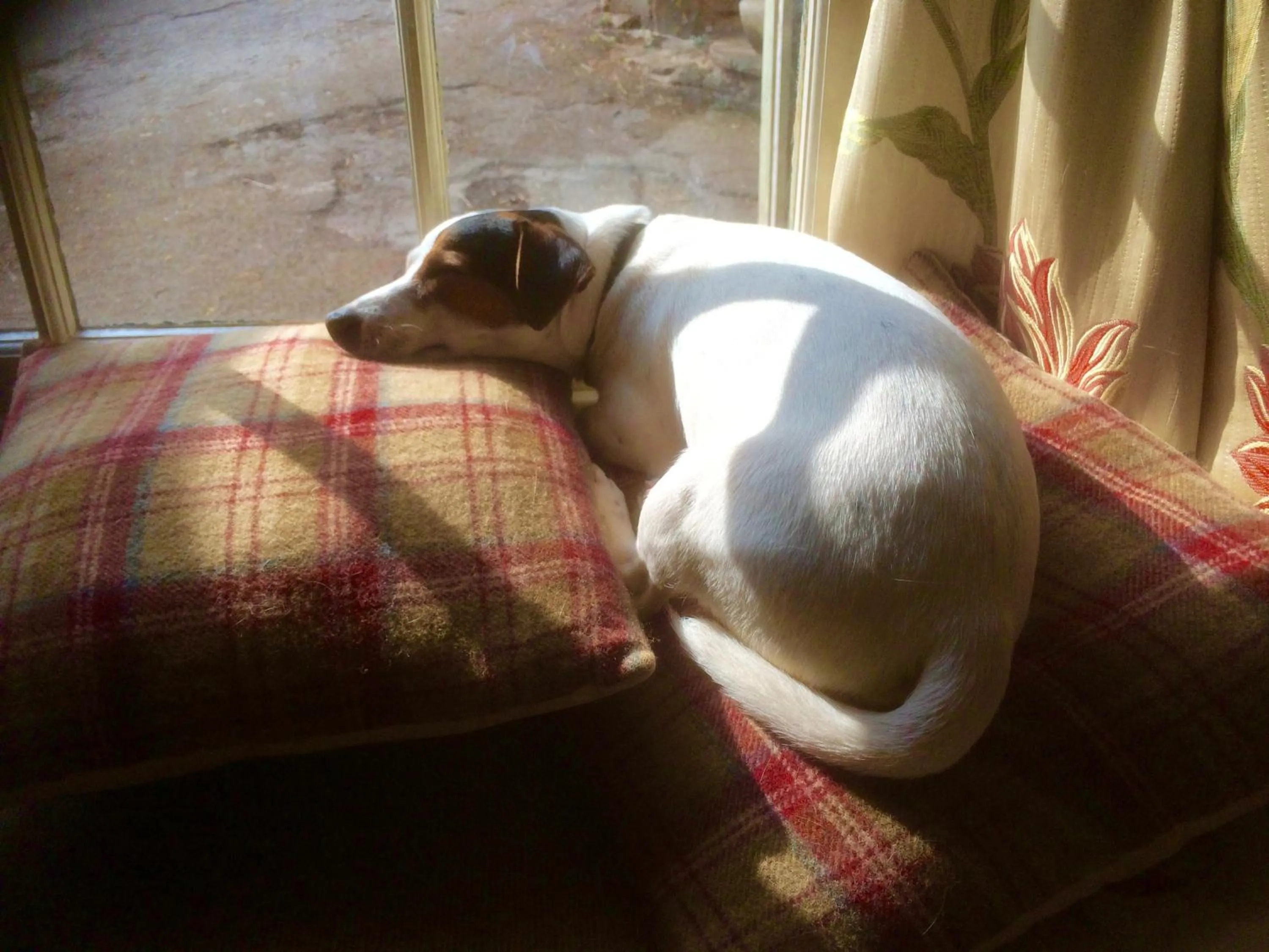 Animals in Notley Arms Inn Exmoor National Park