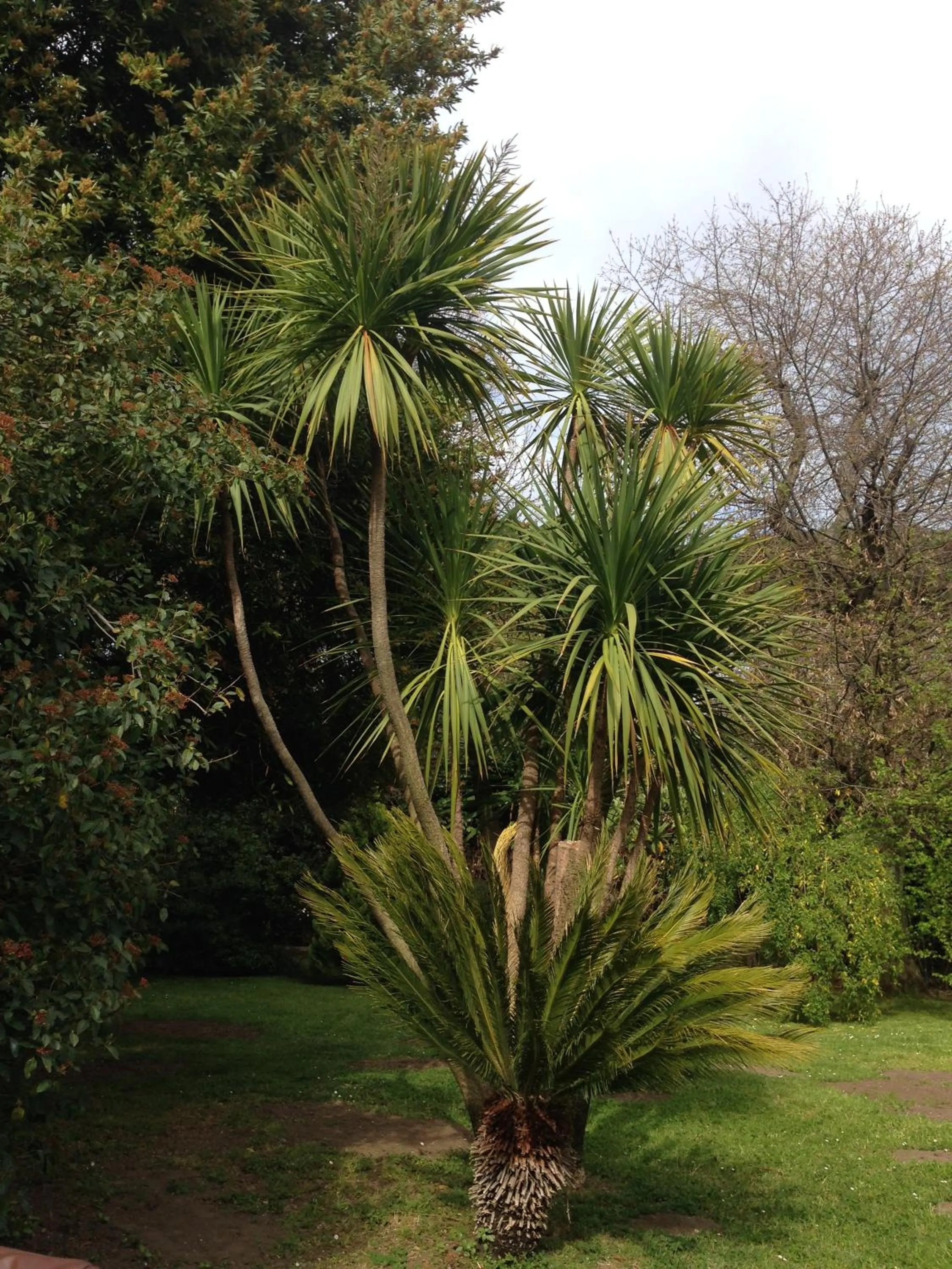 Garden in Villa Abbamer