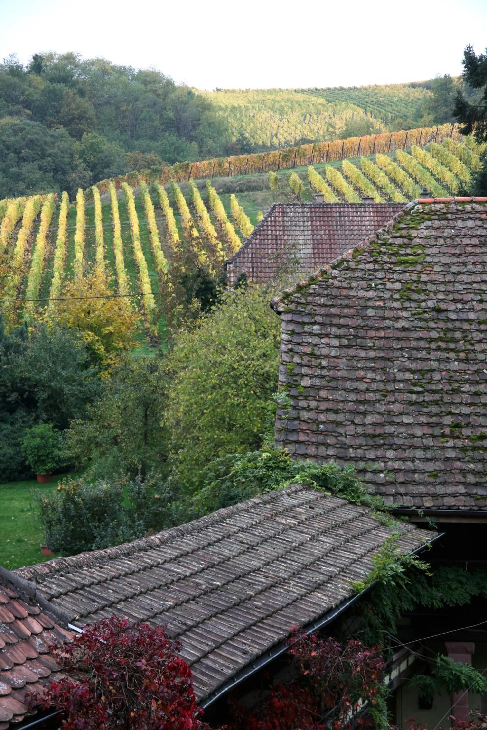 Garden view in Pêche de Vigne & Spa