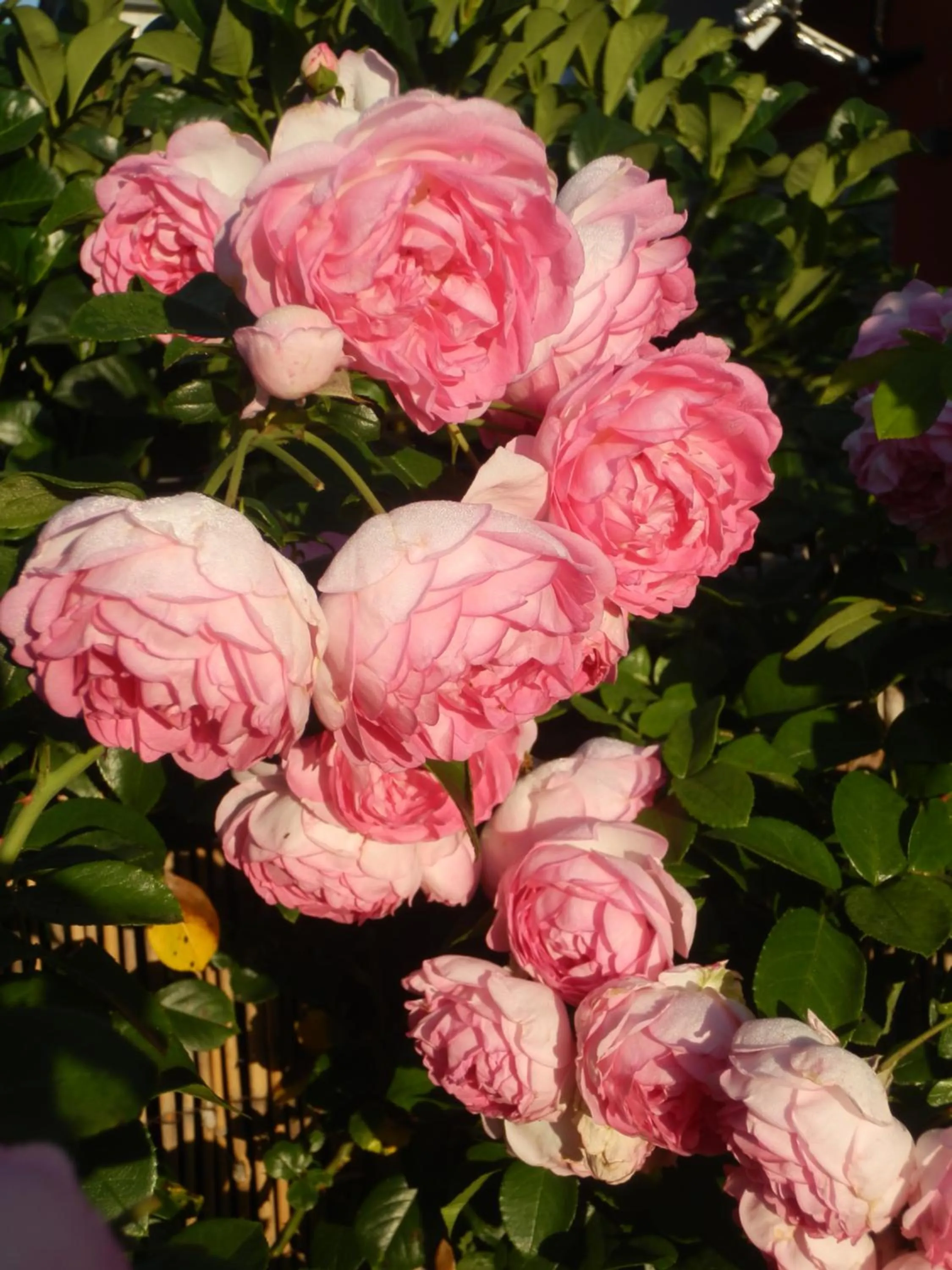 Garden in Bed & Breakfast Engen