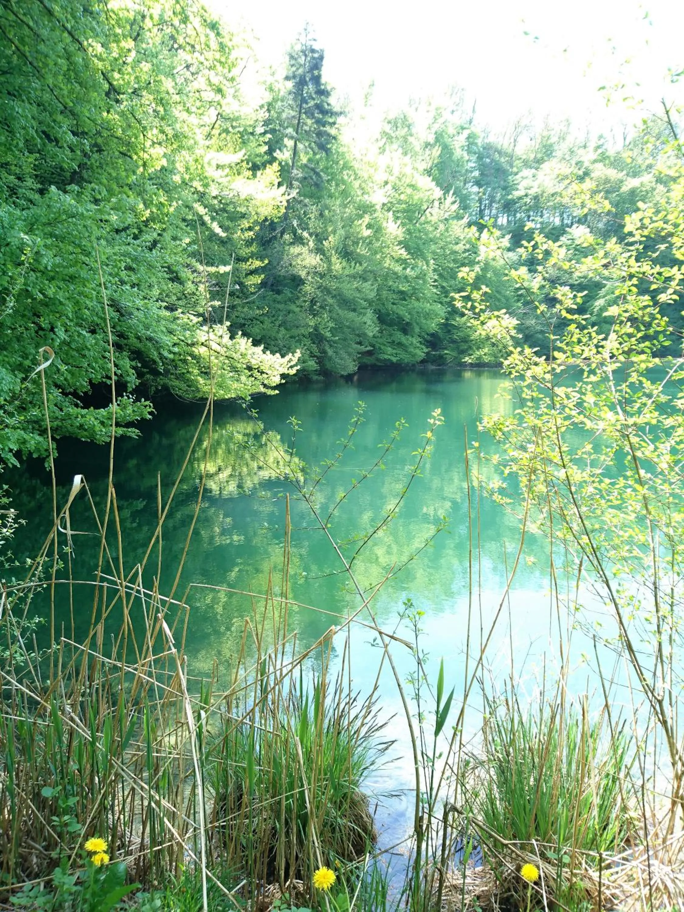 Natural landscape in Gasthaus zum Ochsen