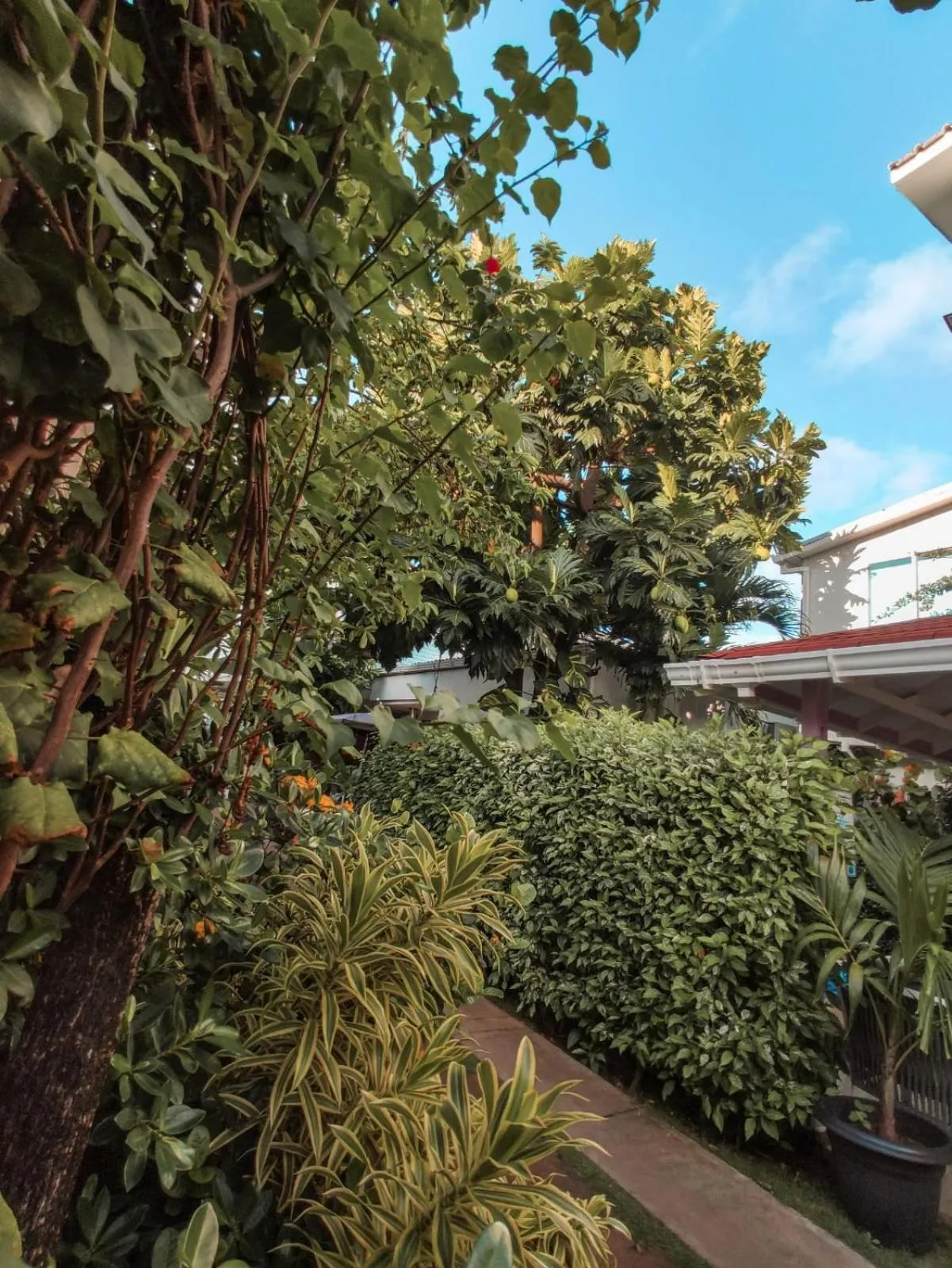 Garden in Summer House Inn San Andres