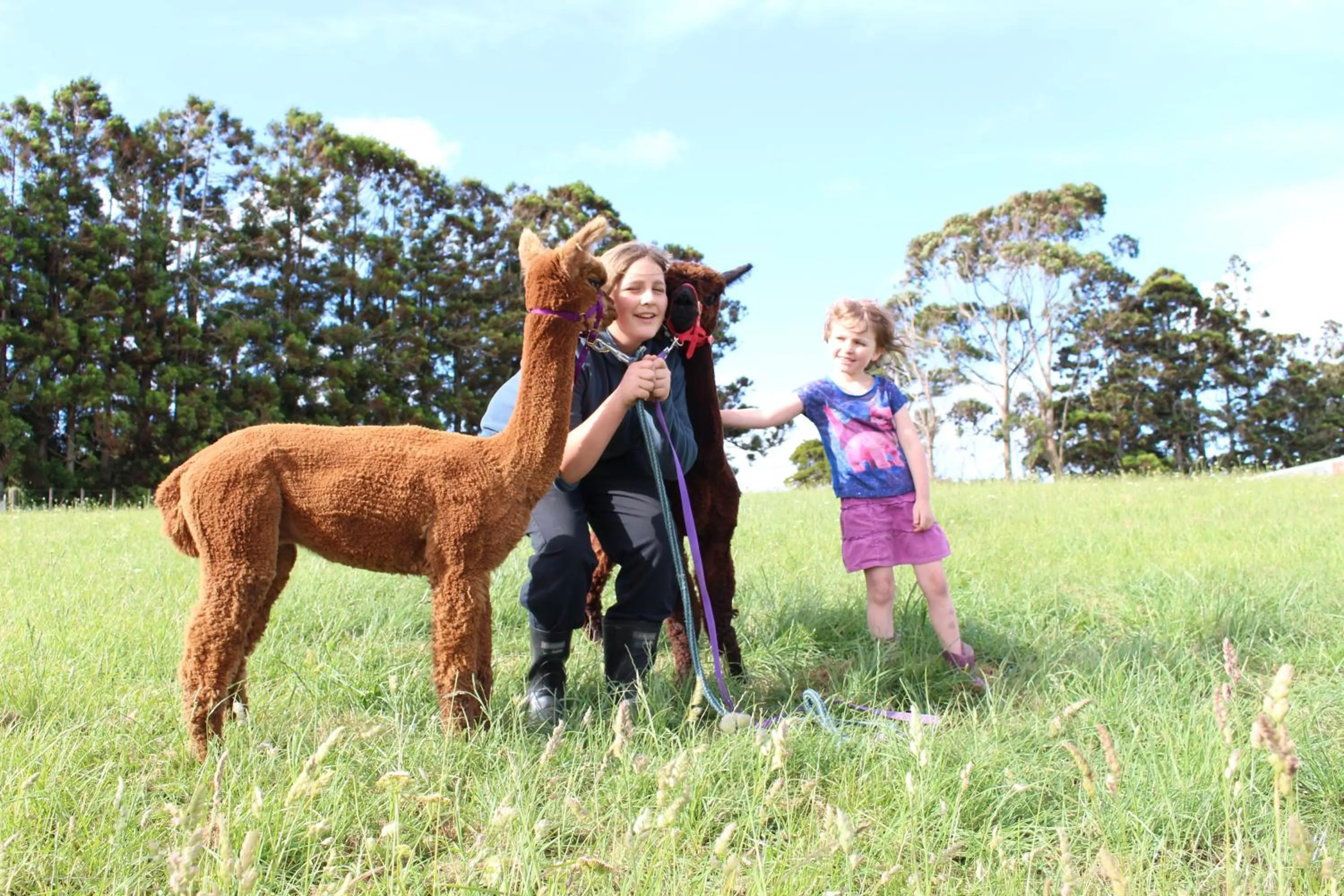 Pets in Pukeatua Farmstay