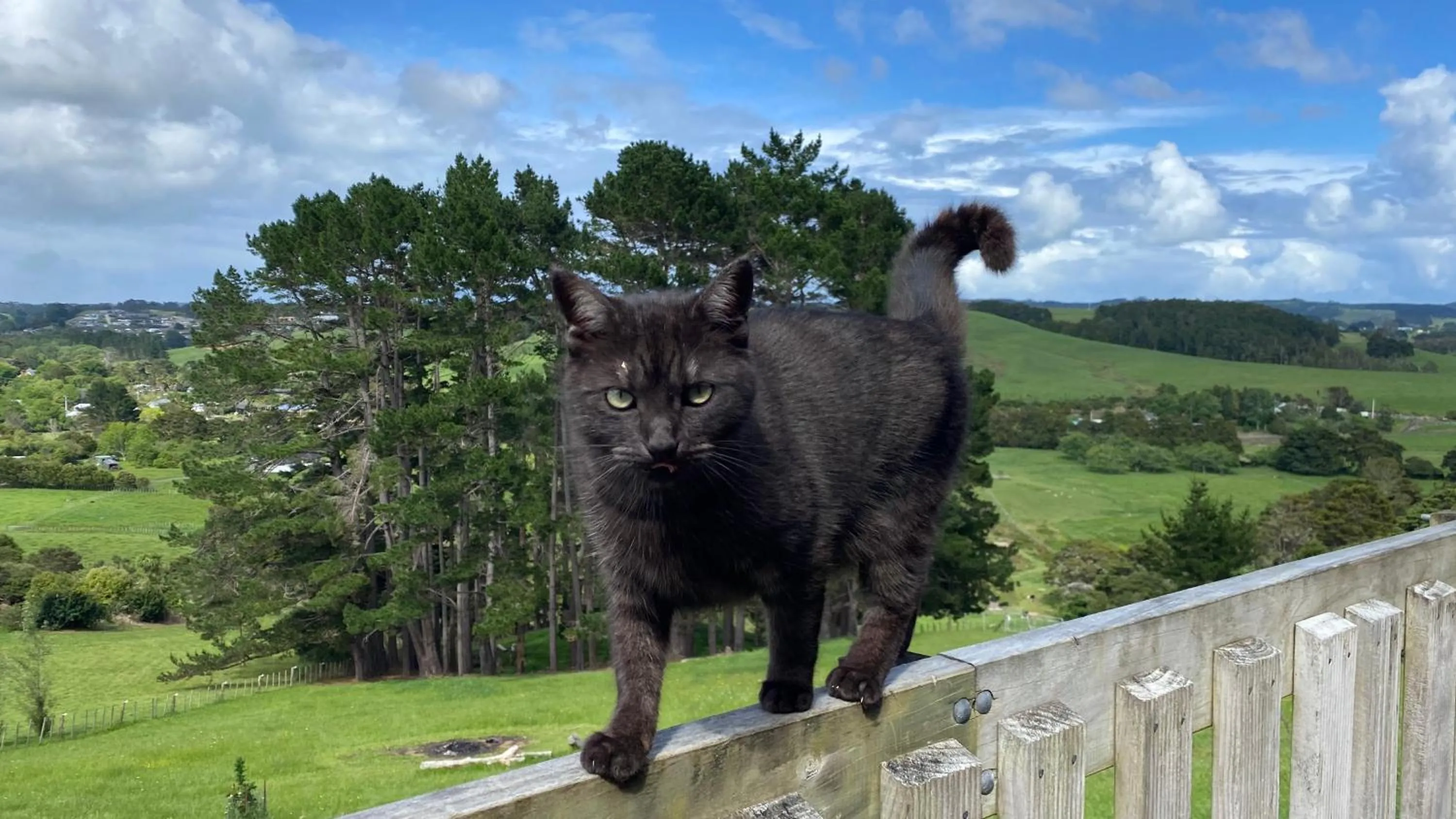 Pets in Pukeatua Farmstay