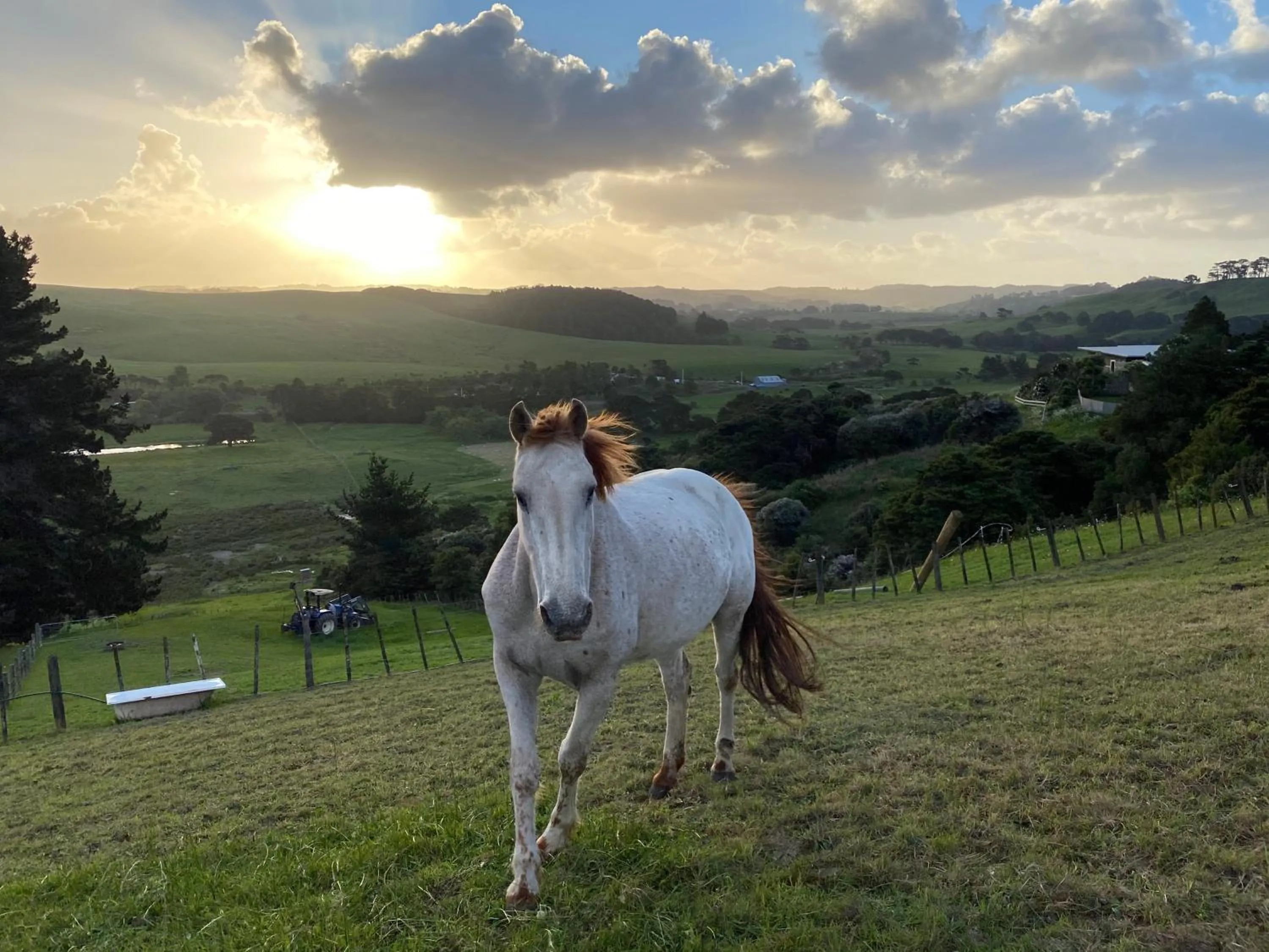 Animals in Pukeatua Farmstay