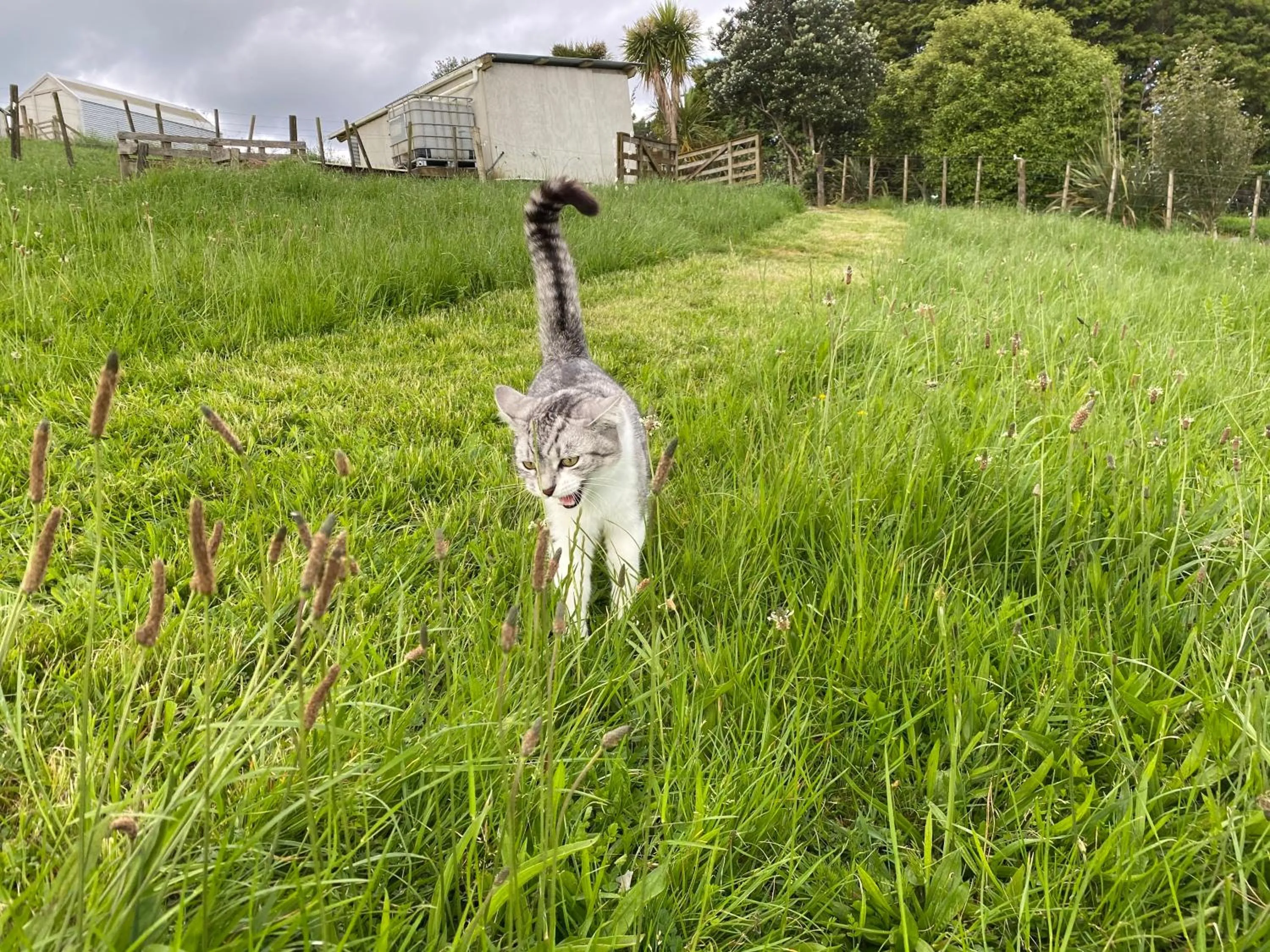 Pets in Pukeatua Farmstay