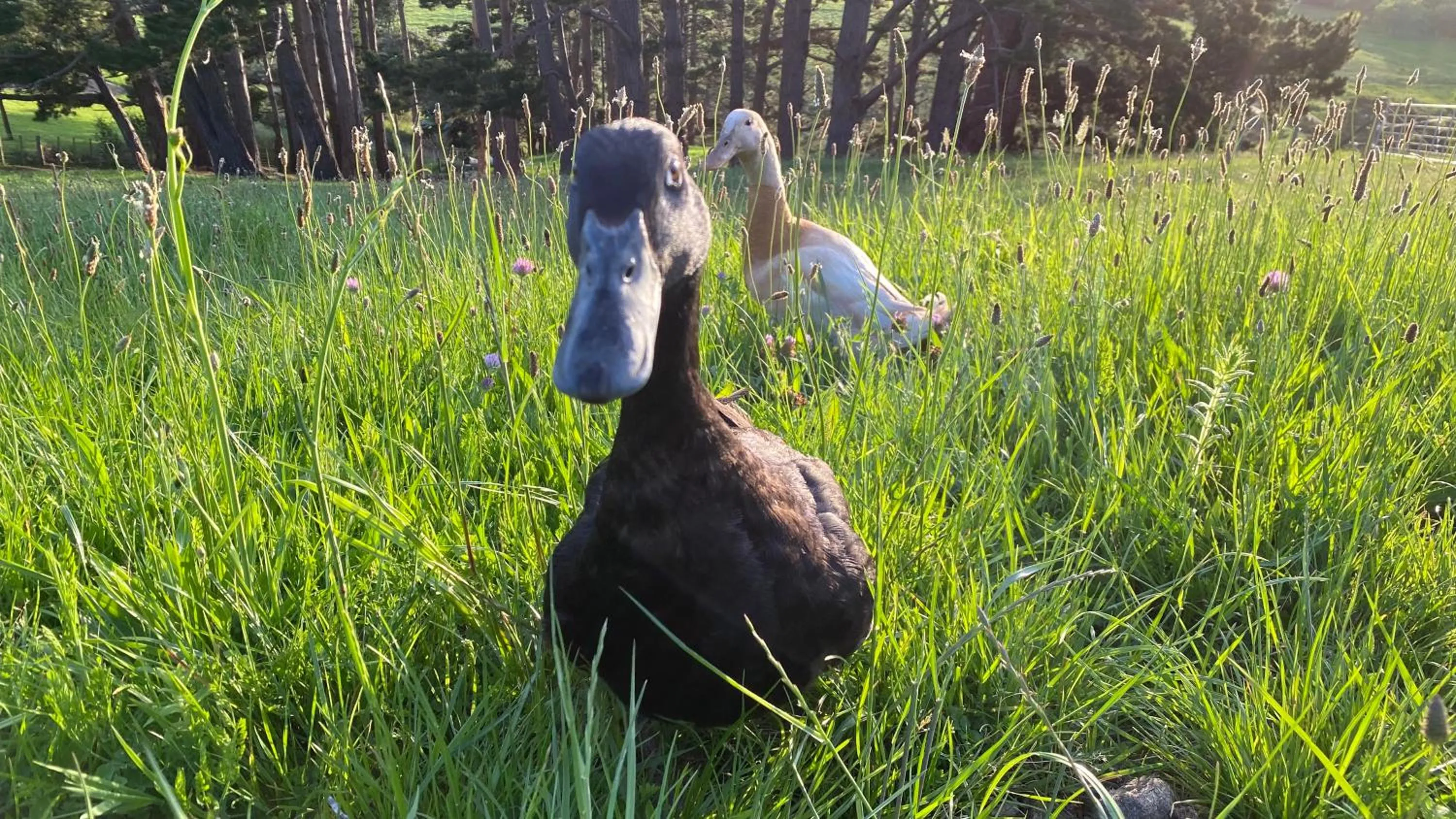 Animals in Pukeatua Farmstay