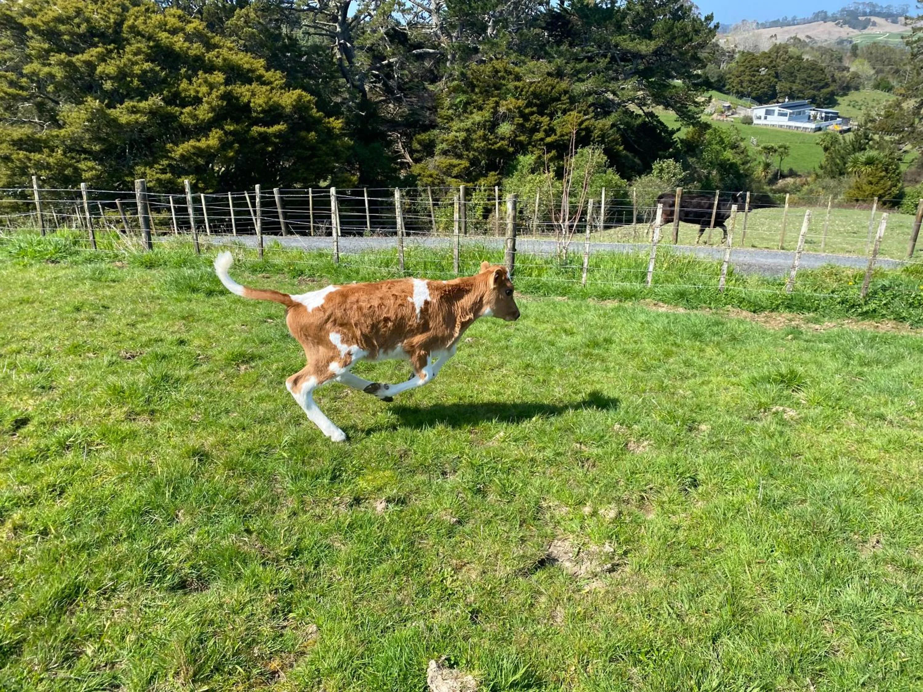 Animals in Pukeatua Farmstay