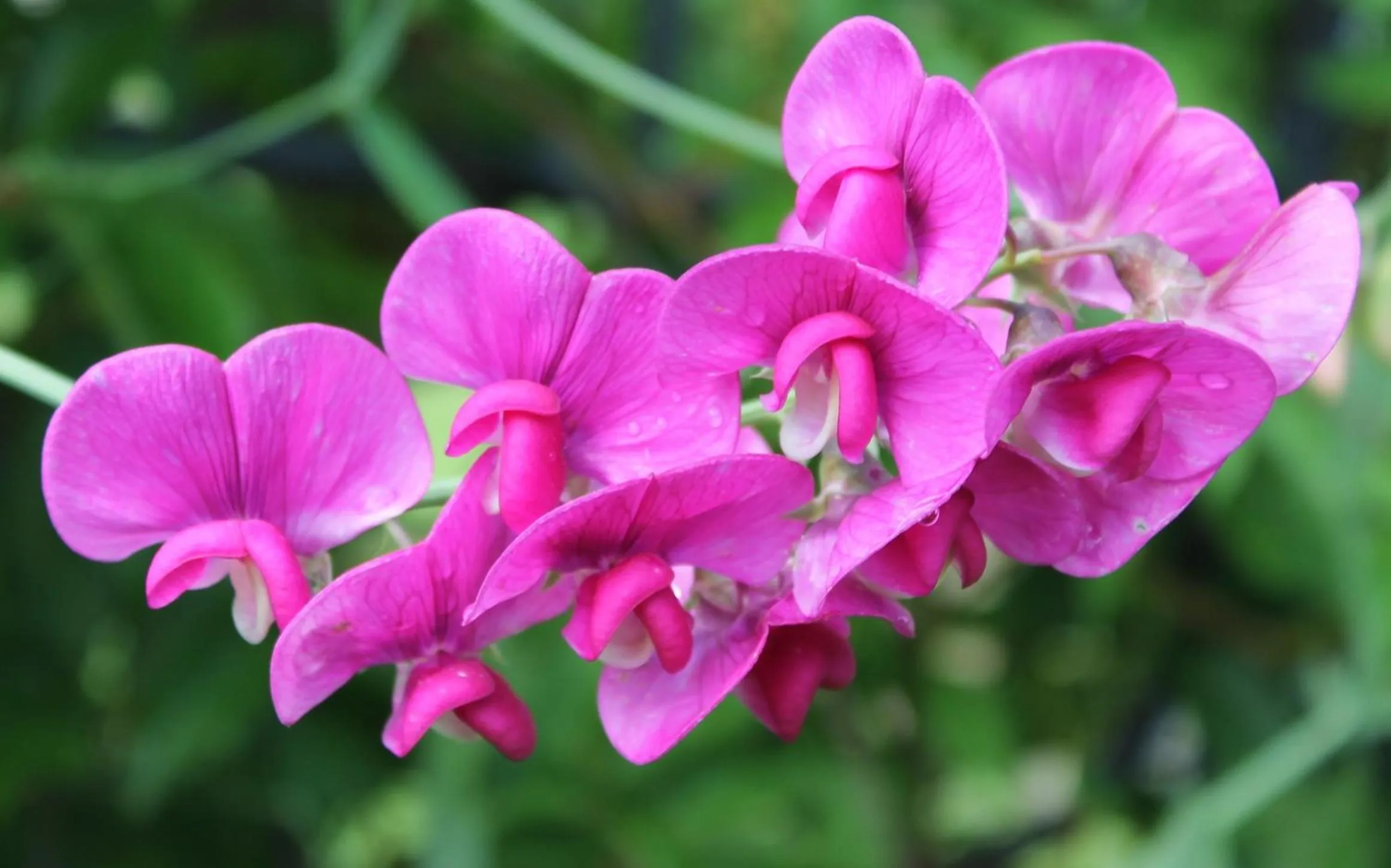 Garden in Boutique Hotel Nieuw Beusink